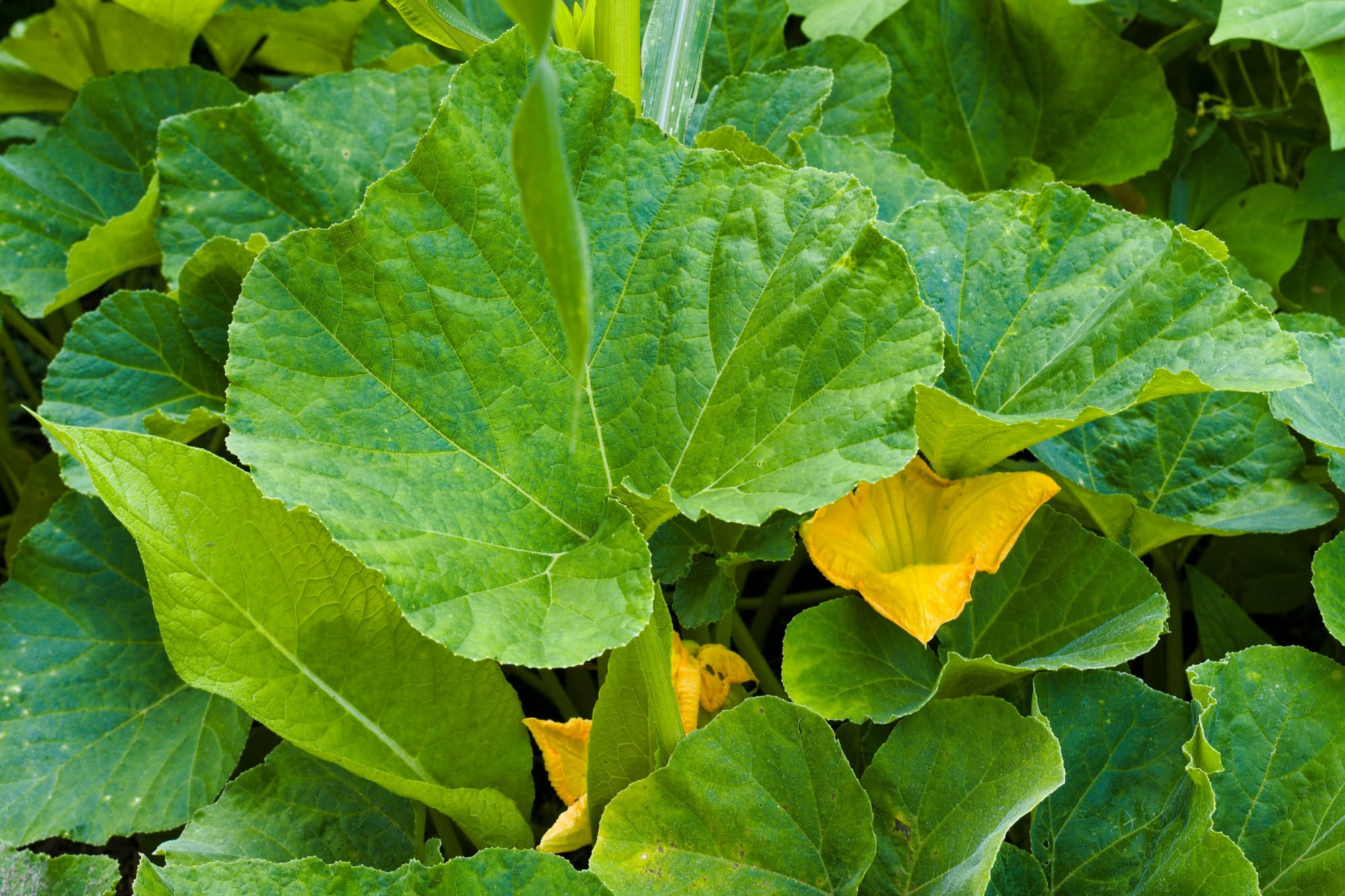 Foglia di insalata con i bordi mangiati e una lumaca sopra, in un'aiuola bagnata al mattino