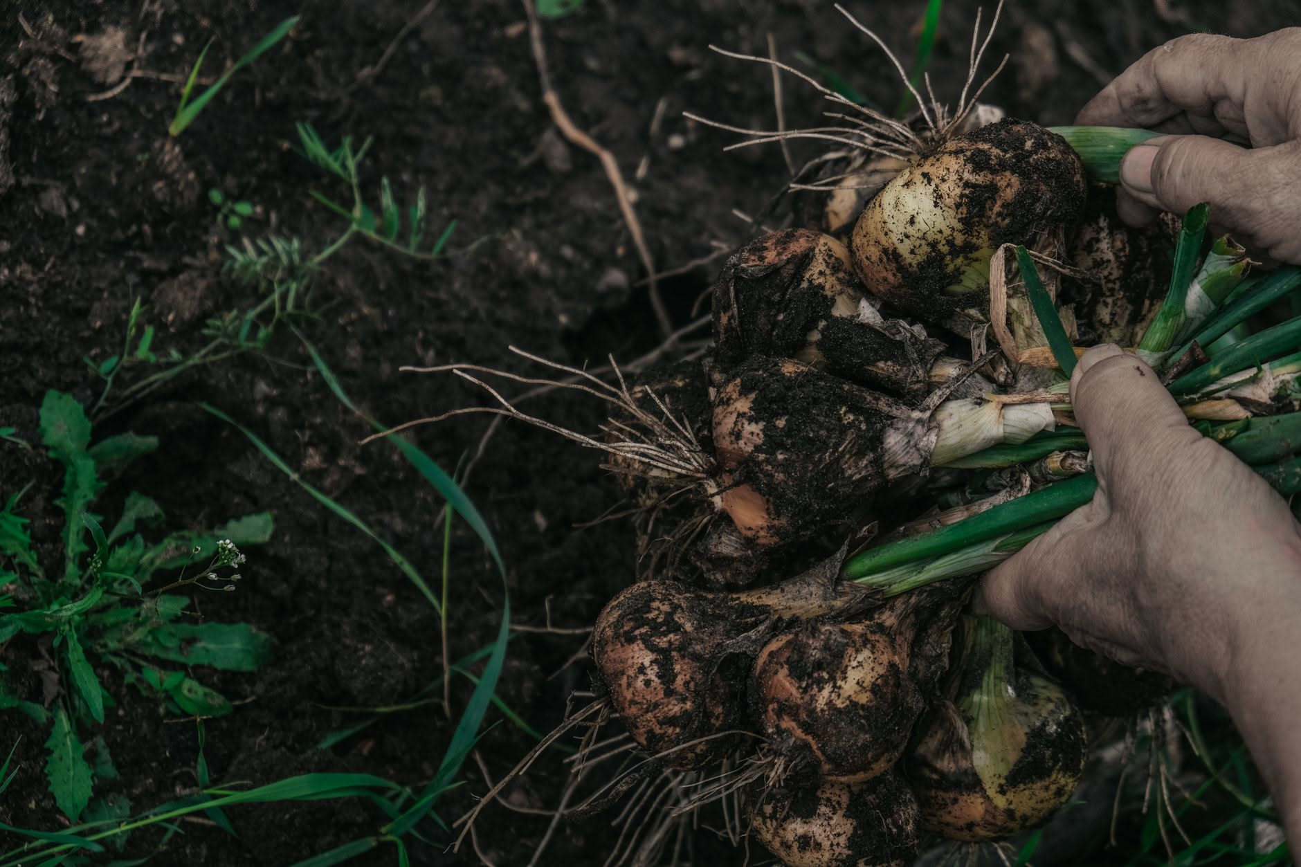 Cespo di pianta perenne estratto dal terreno e separato in porzioni