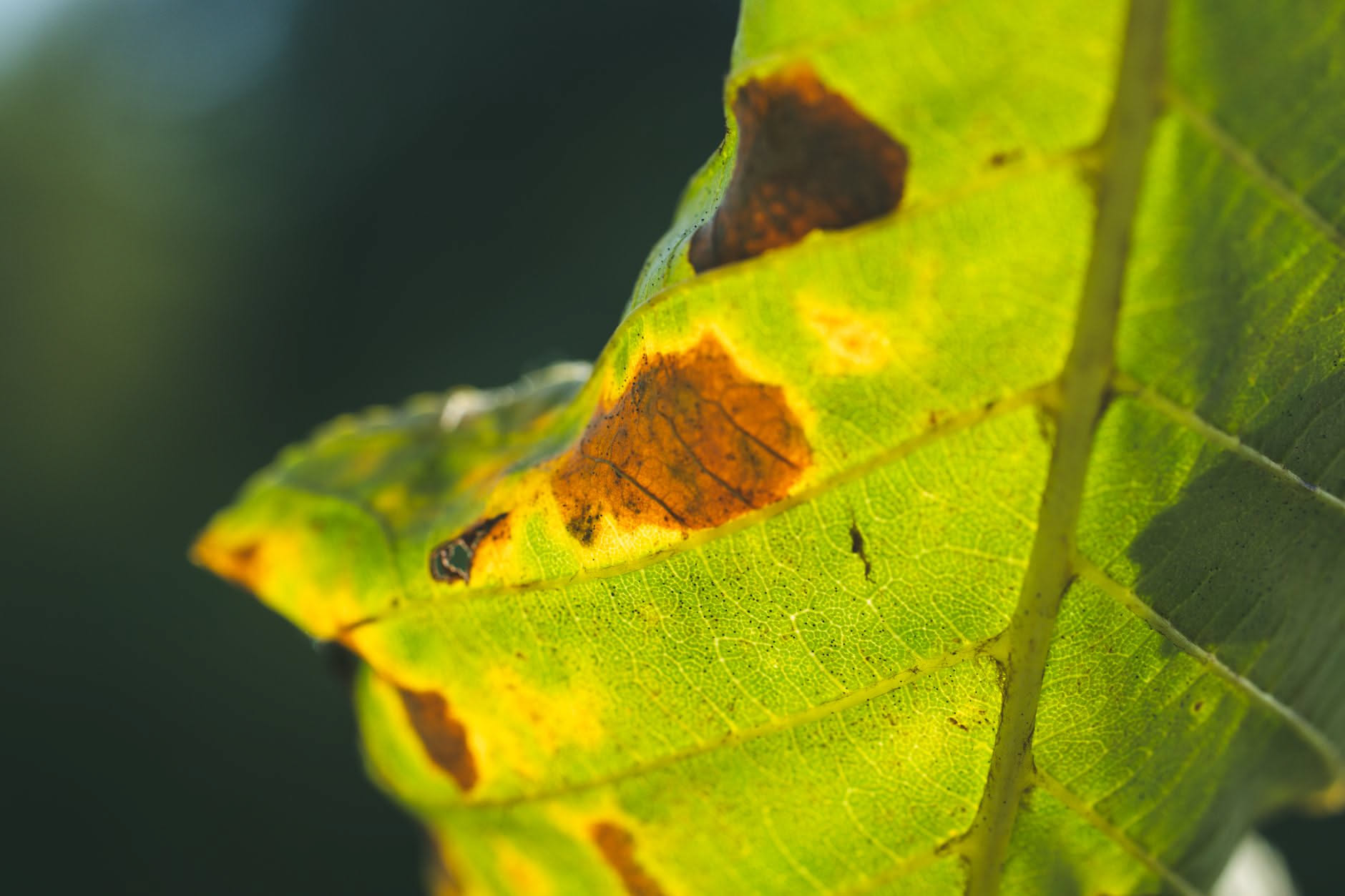 Foglia verde con puntinatura chiara diffusa osservata in controluce