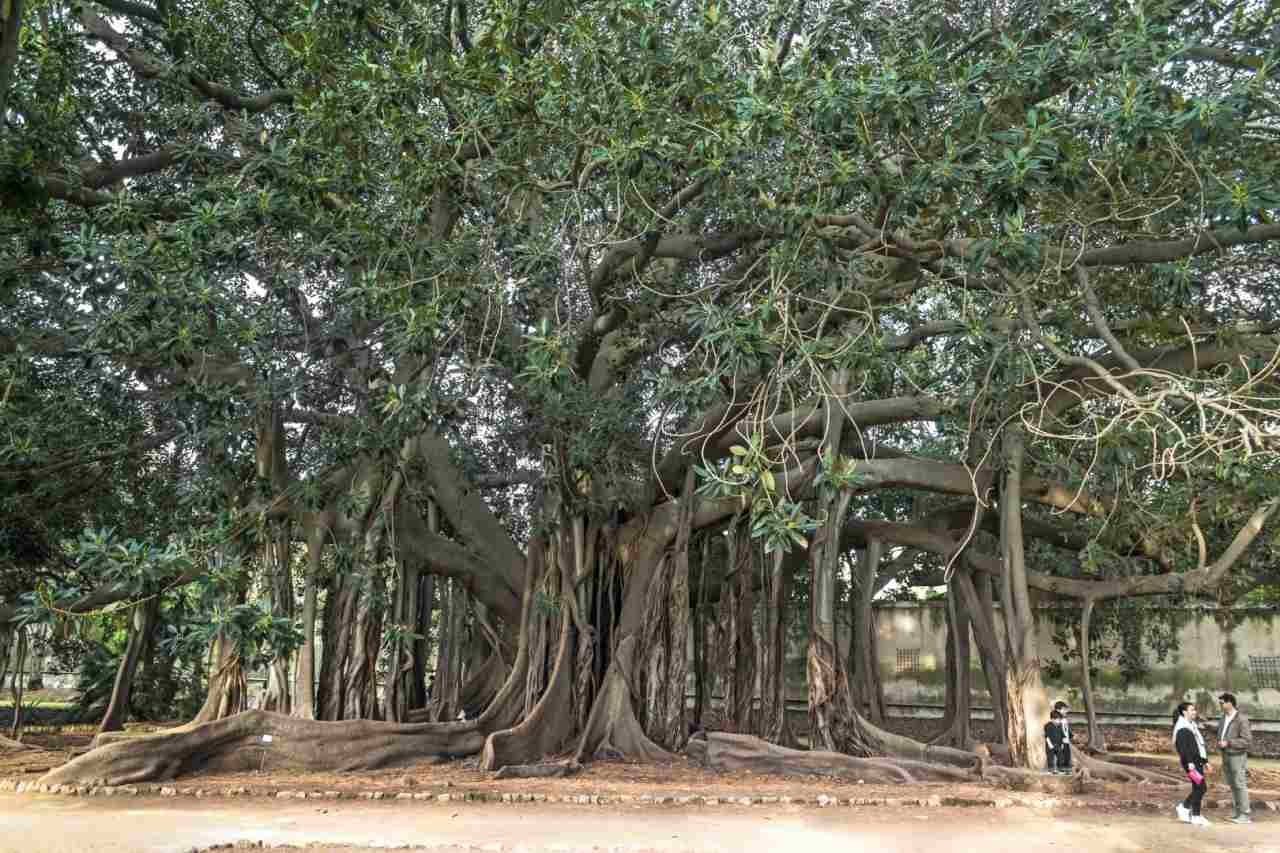 Radici colonnari del grande ficus dell'Orto Botanico di Palermo che scendono dai rami fino a terra