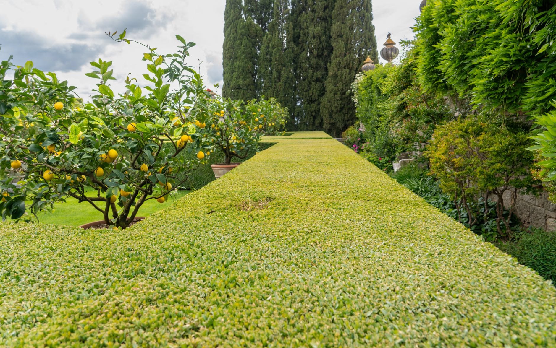 L'olmo campestre: l'albero della piantata che un fungo ha cancellato