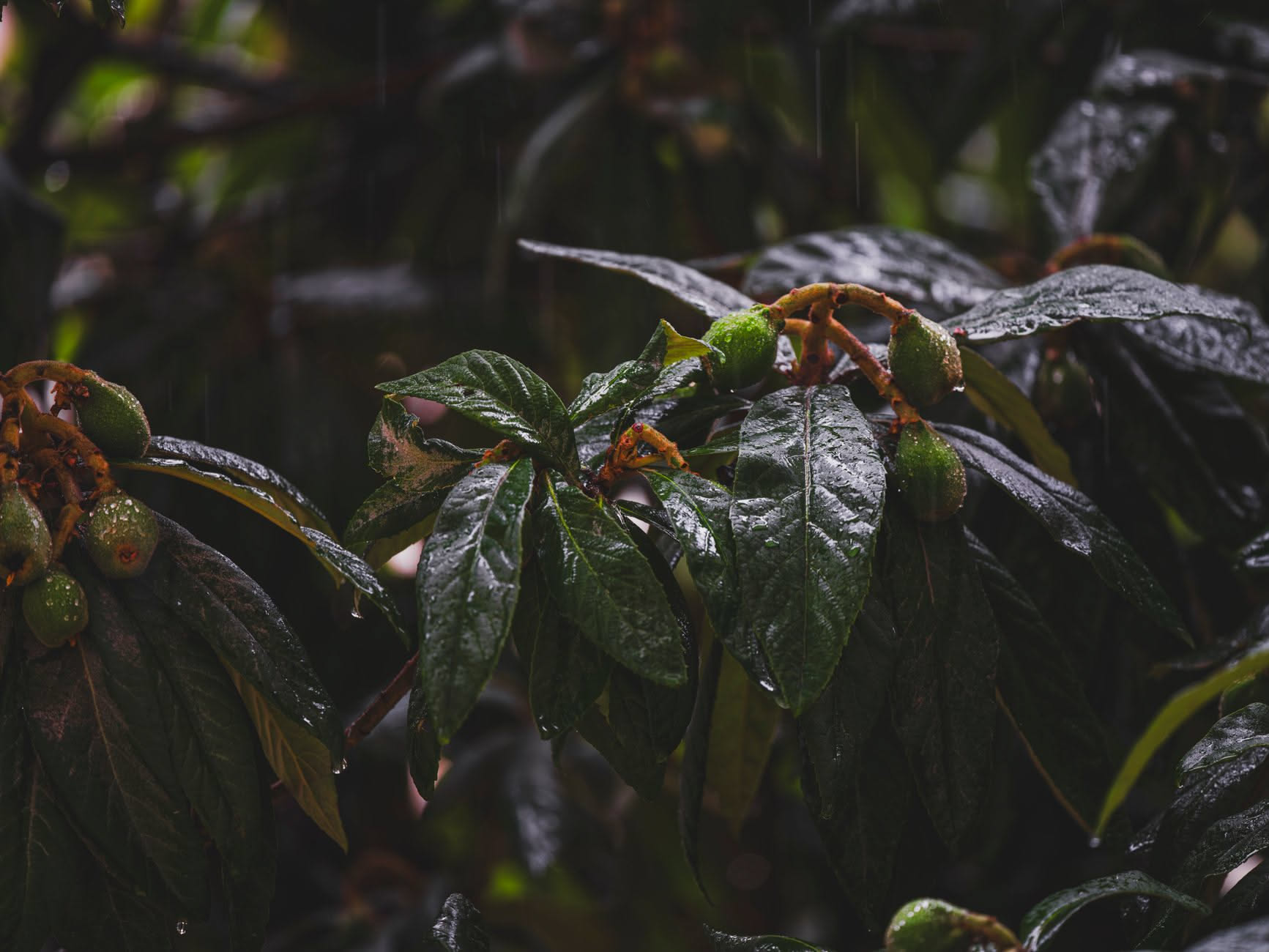 Pino dai coni setolosi contorto sulle White Mountains della California
