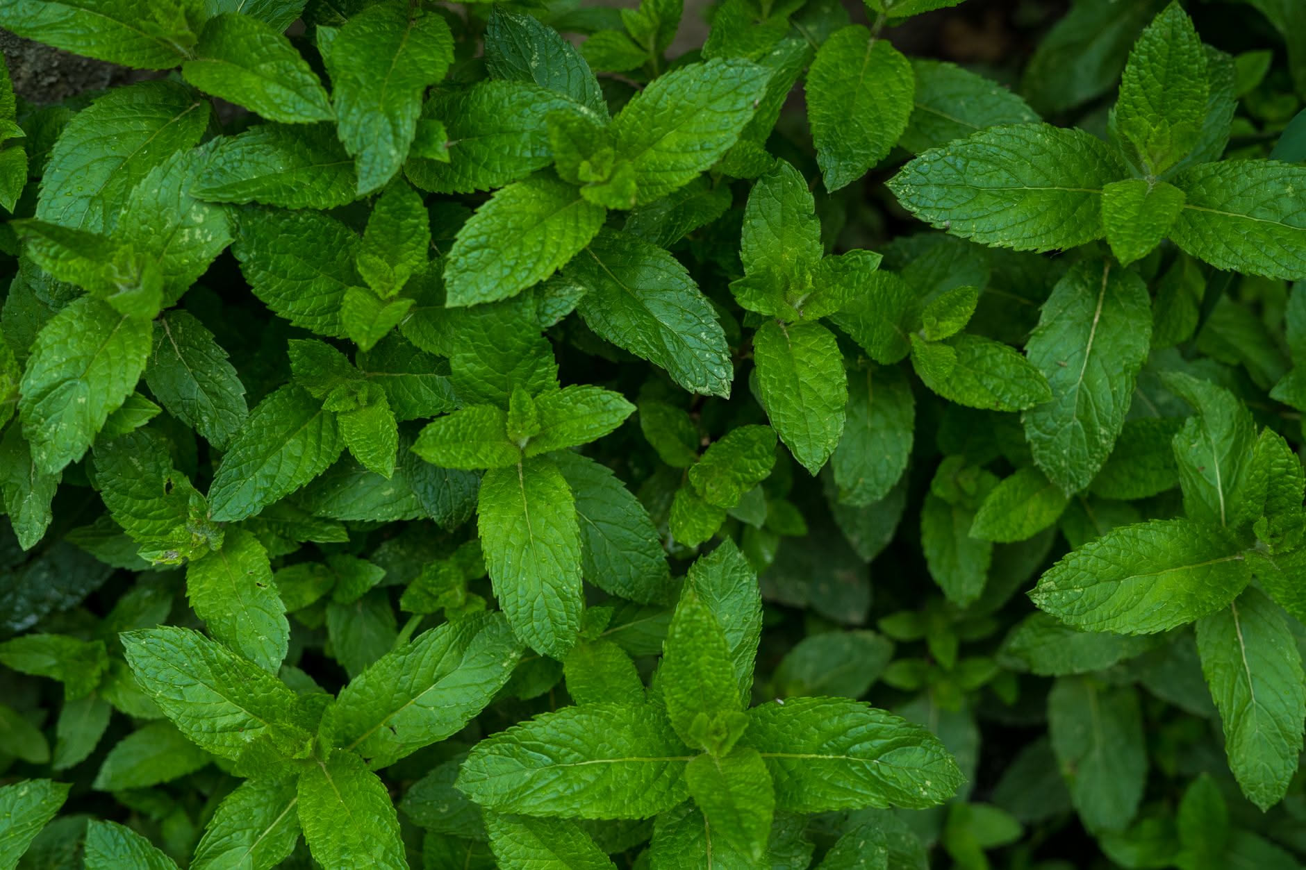 Ciotola con polvere di henné verde e foglie di Lawsonia inermis