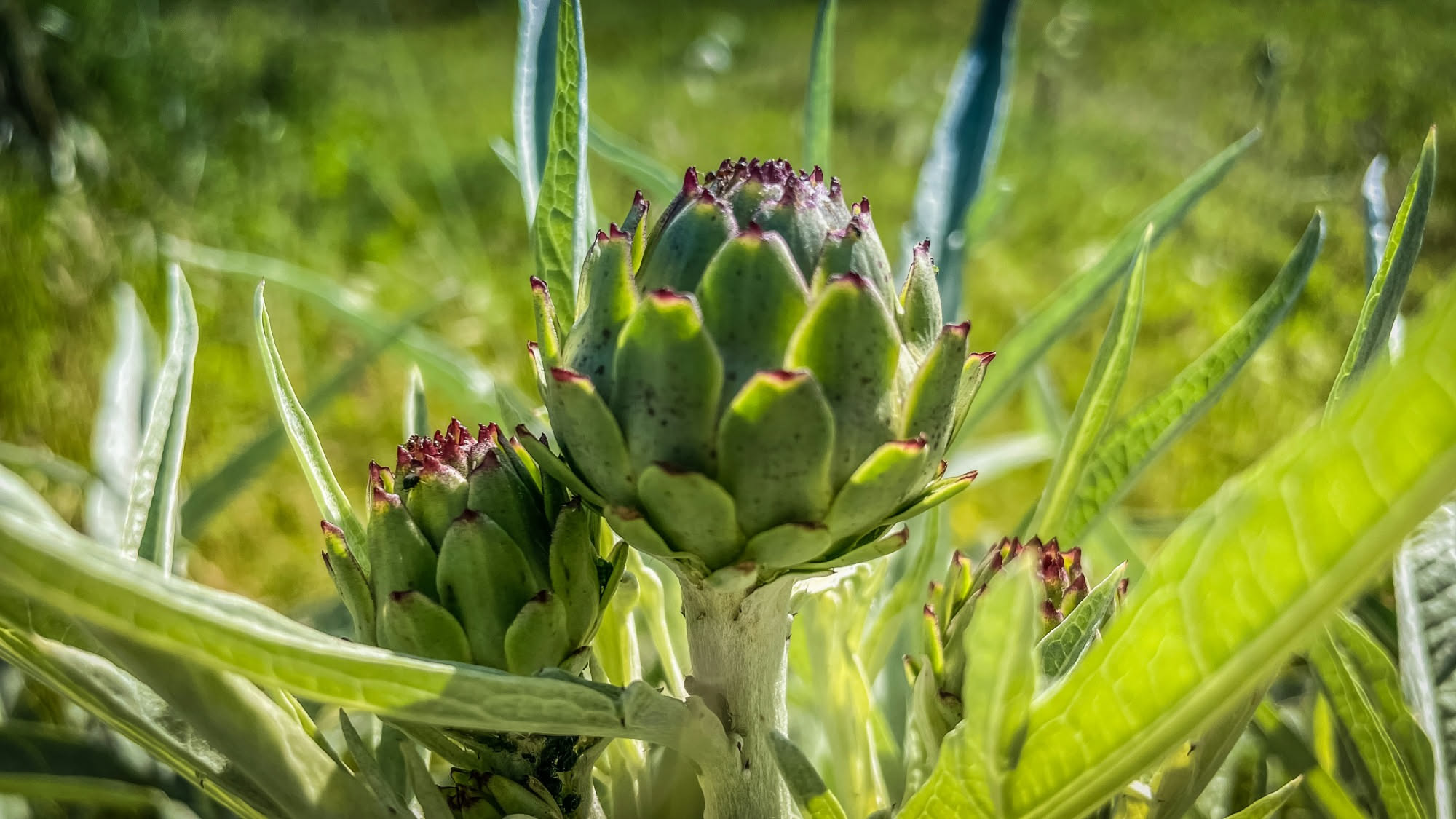 Foglie lunghe e grigie di una pianta di carciofo nell'orto