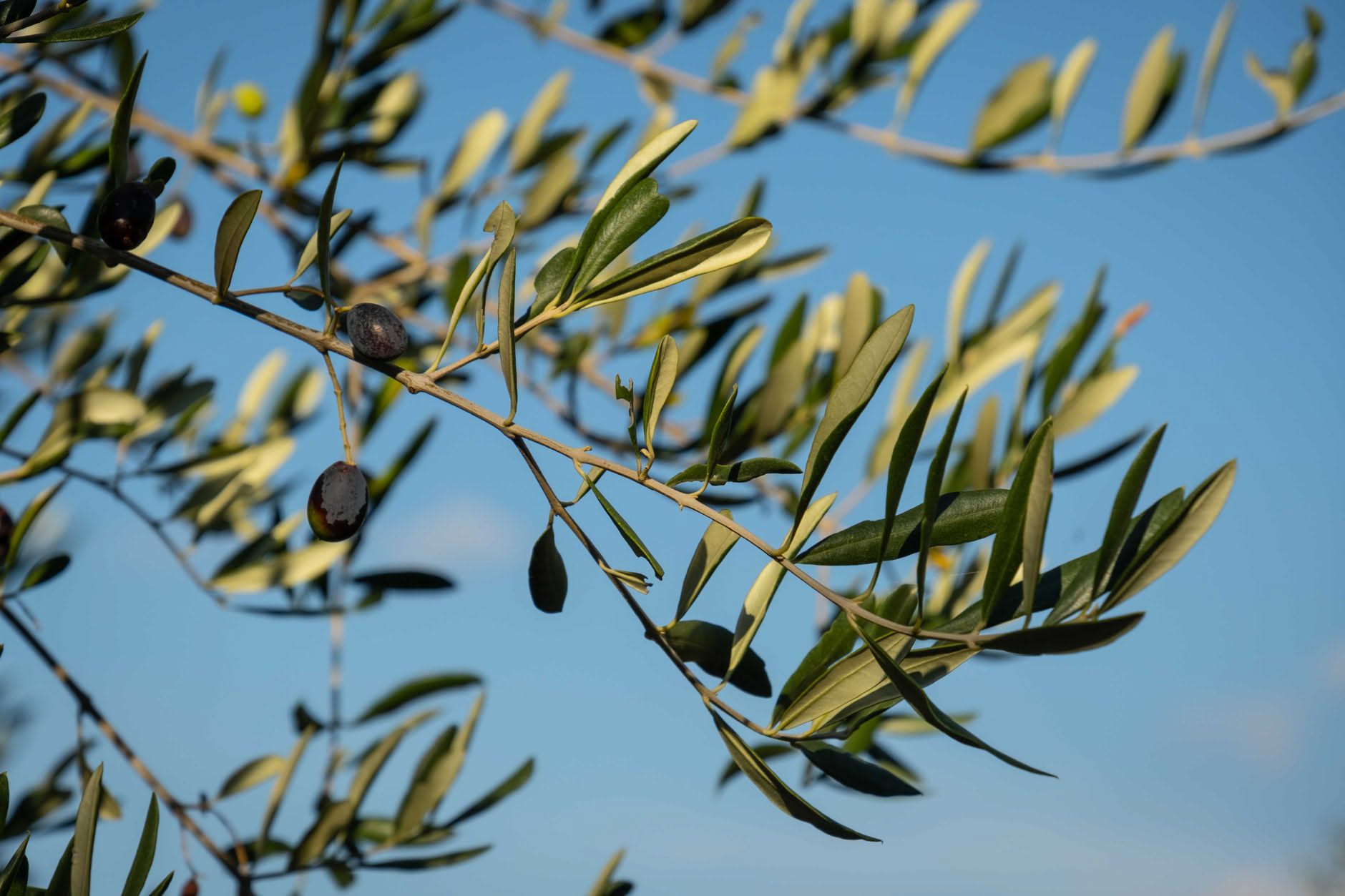 Rami di olivo potati con le foglie a terra sotto l'albero