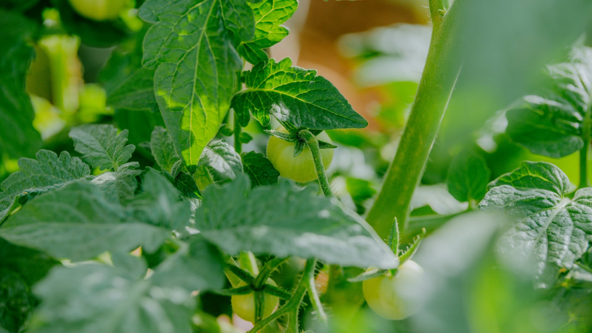 Pianta di pomodoro con le foglie afflosciate accanto a un microfono in laboratorio