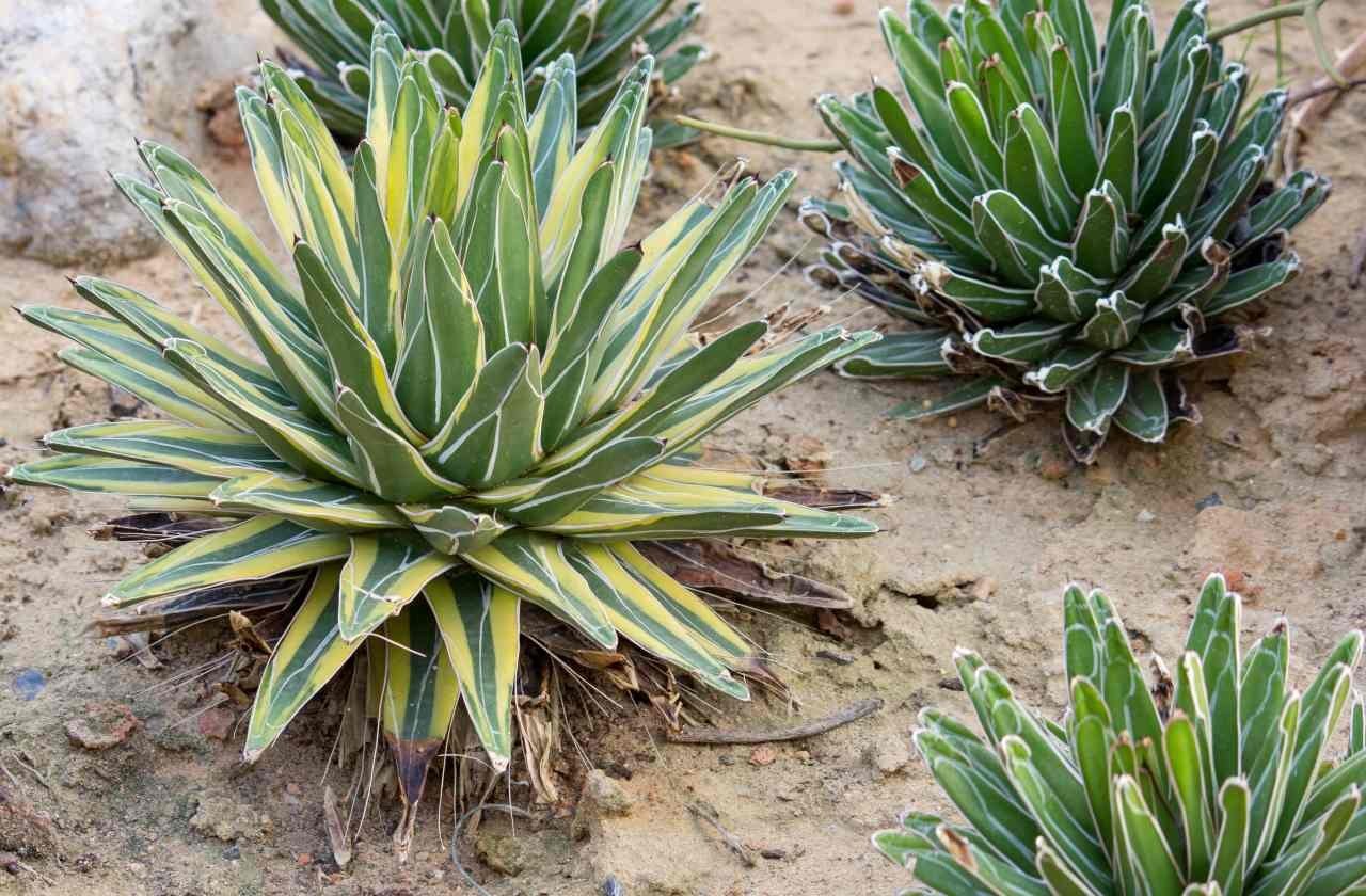 Agave americana con lo stelo fiorale alto sulla scogliera
