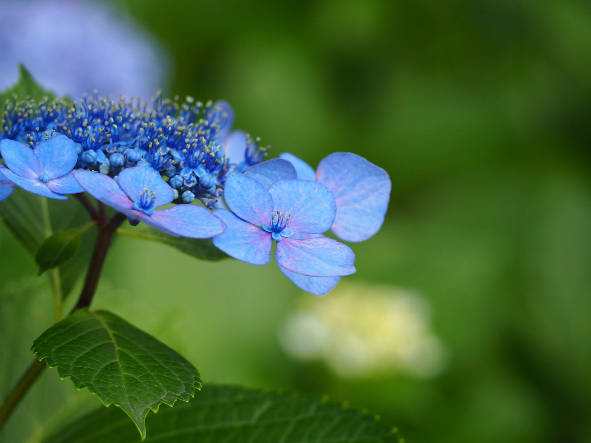 Fiori appassiti di ortensia lasciati sulla pianta in autunno