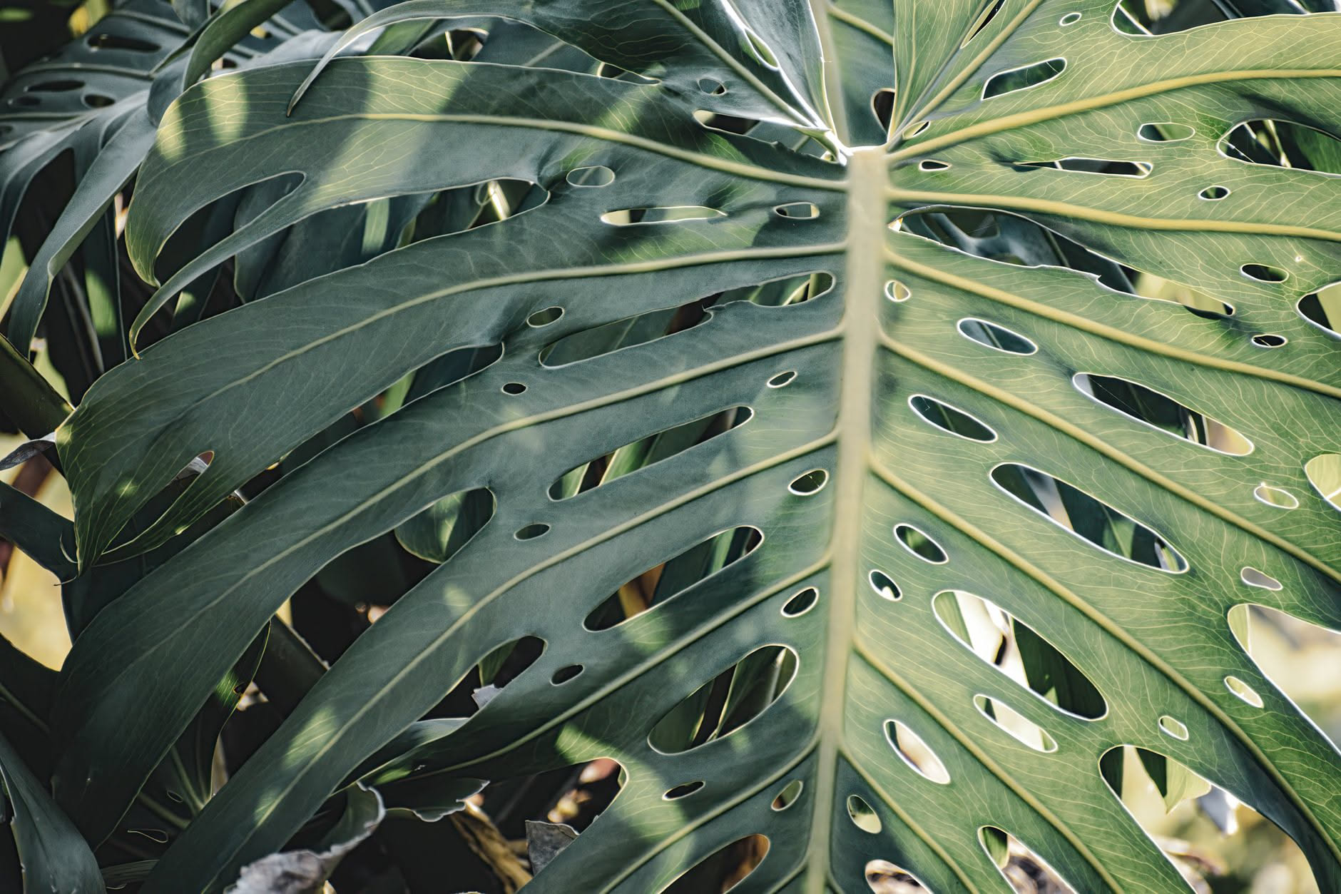 Vaso di alocasia con le ultime foglie gialle e il tubero sodo che affiora dal terriccio