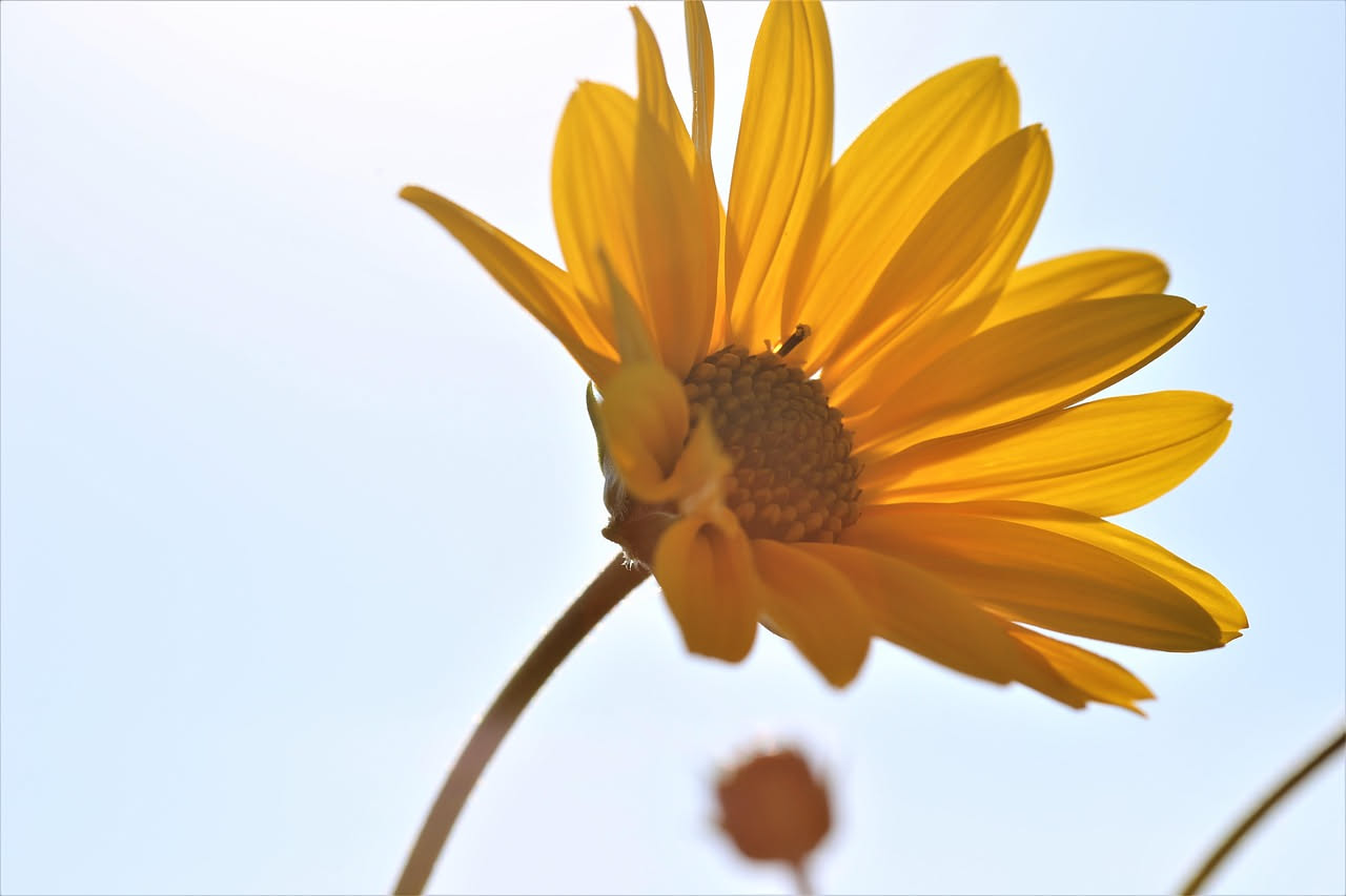 Quali fiori poco conosciuti posso mettere in un balcone molto esposto al sole?
