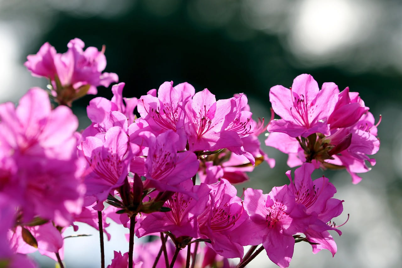 Se l'azalea non fiorisce in primavera, le ragioni sono poche e risolvibili