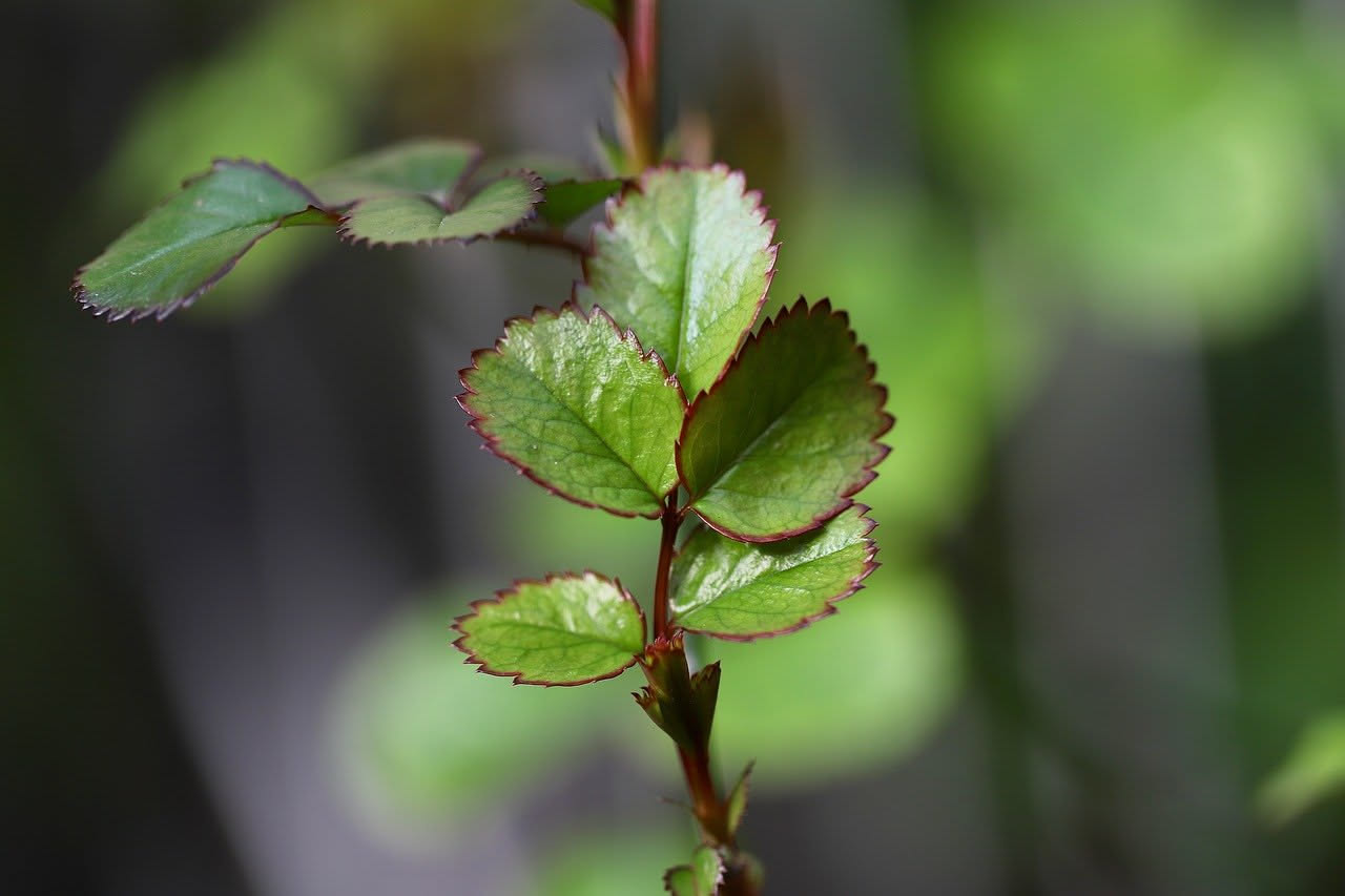 Cosa fare quando le foglie delle rose sono scheletriche: i 3 consigli degli esperti