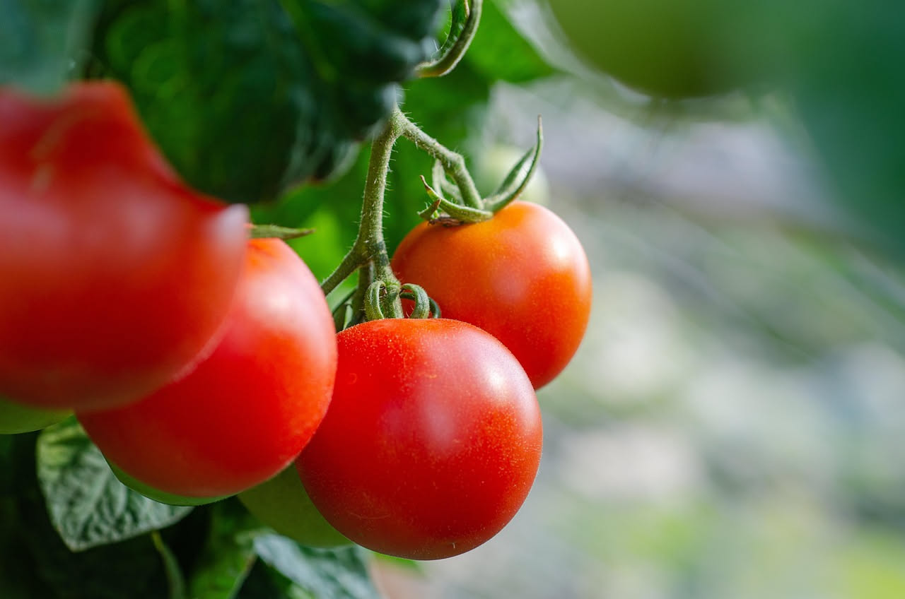 Quanto deve essere profondo il vaso per coltivare i pomodori sul balcone?