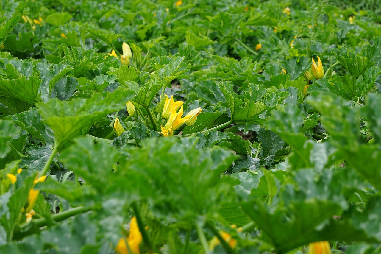Sembra il più umile ortaggio dell'orto ma della zucchina si mangia anche il fiore, e oggi è la Luna giusta