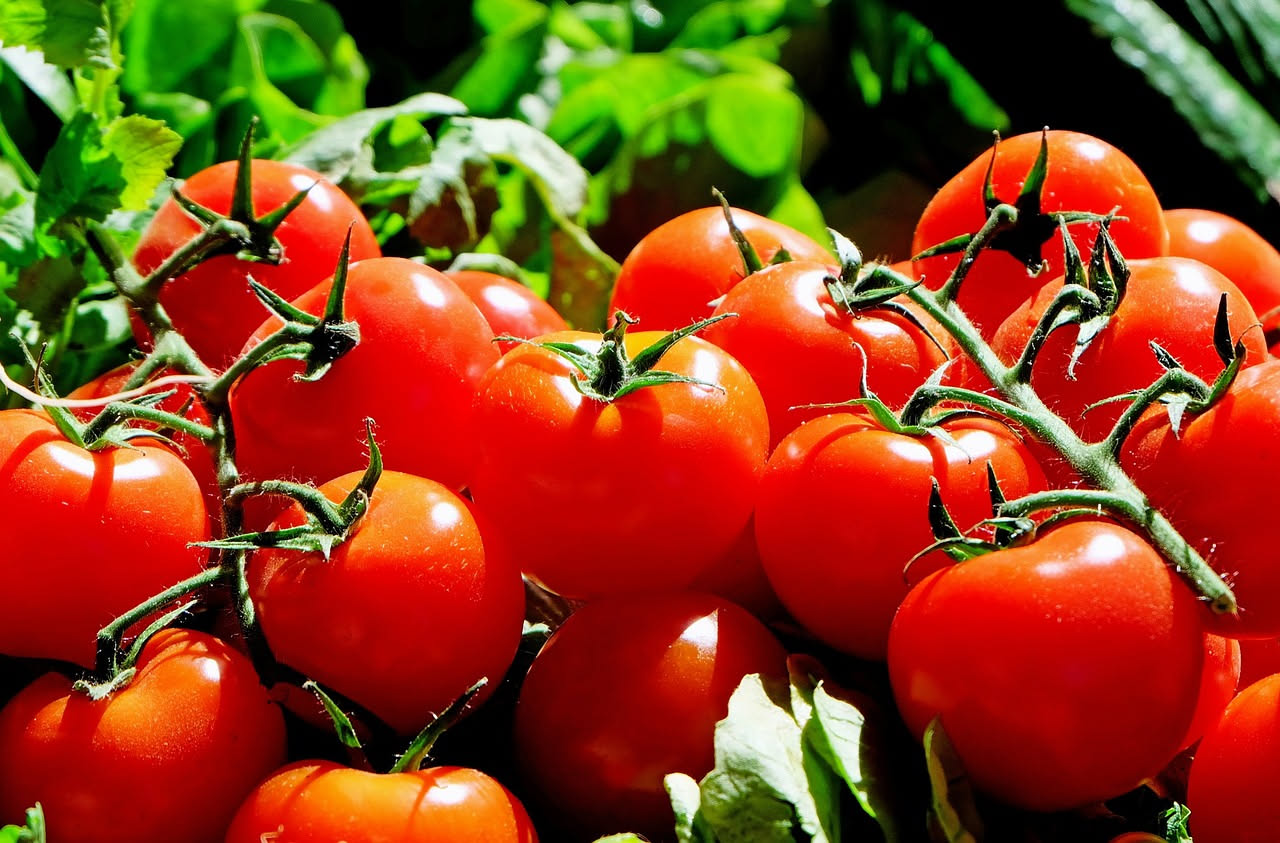 Come raccogliere i pomodori senza rovinare la pianta: trucchi antichi, nuovi e fake news da sfatare