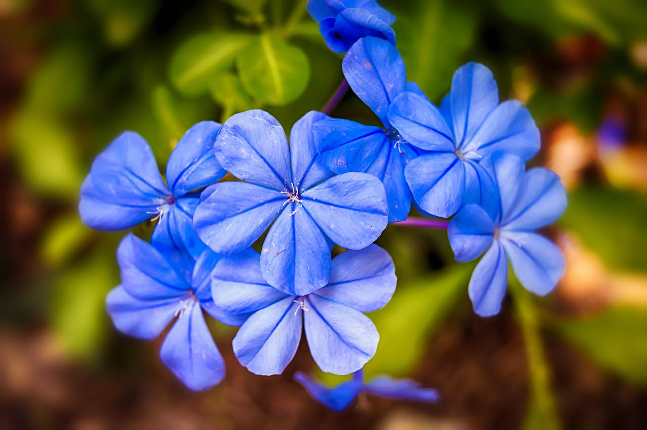 Gelsomino azzurro: 5 curiosità botaniche che pochissimi conoscono