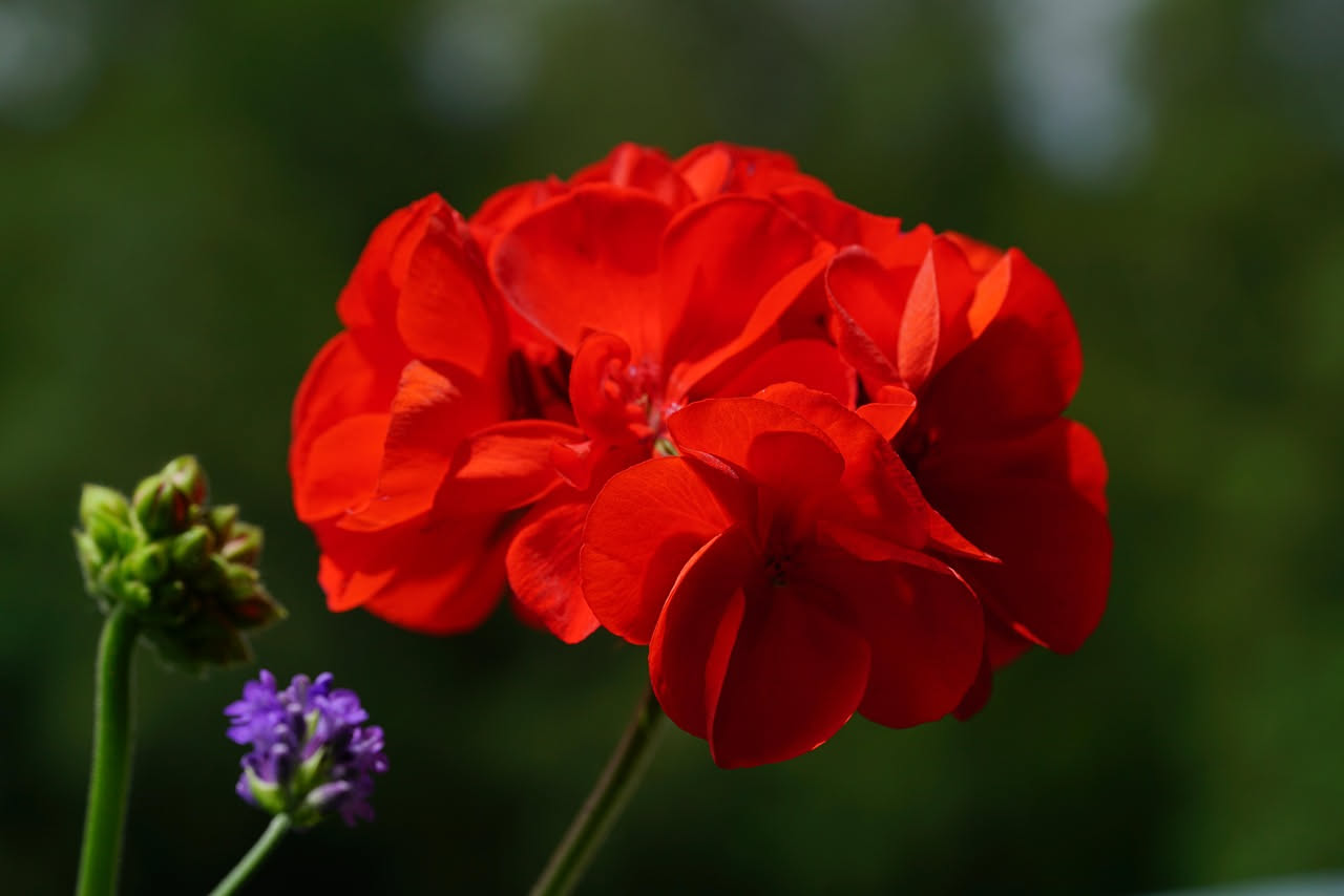 Quanto concime serve al geranio per fiorire tutta l'estate?