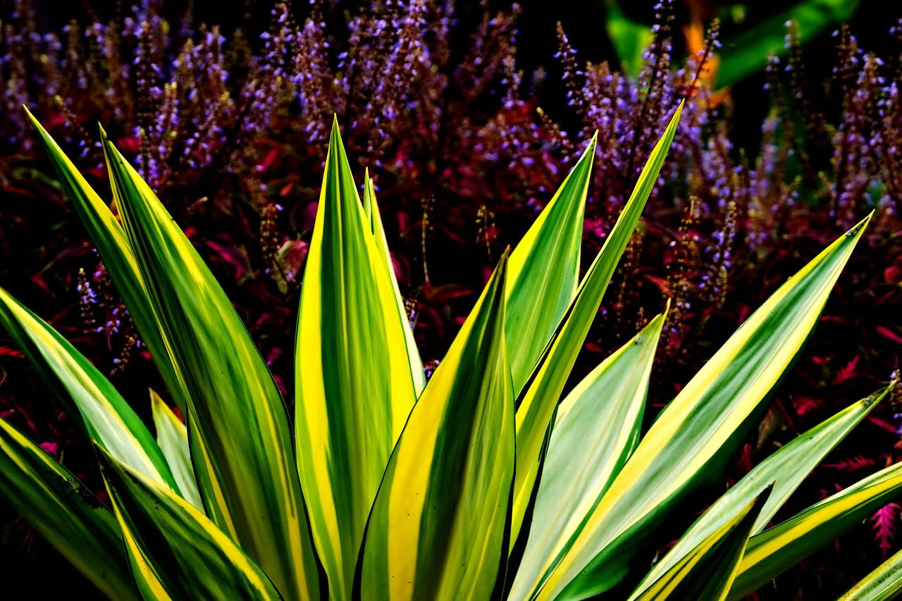 Quanta luce serve davvero a una Sansevieria per crescere bene?