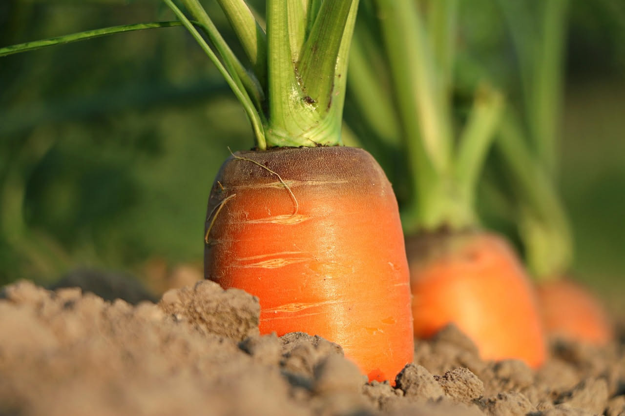 Mani che seminano piccoli semi di carota in un solco di terra asciutta in un orto sotto il sole estivo, con terreno screpolato dal caldo