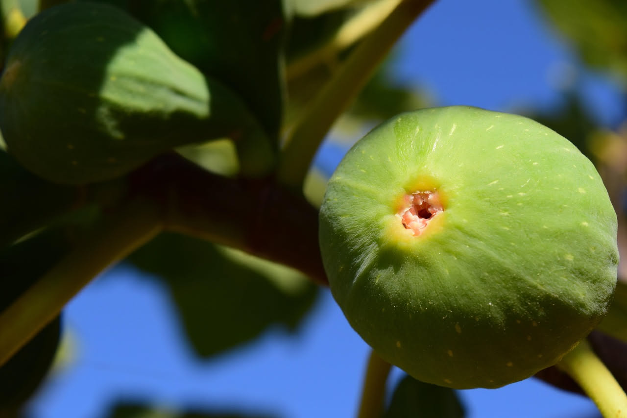 Fichi forniti maturi sui rami di un albero di fico con grandi foglie verdi, in un giardino assolato di inizio agosto al tramonto
