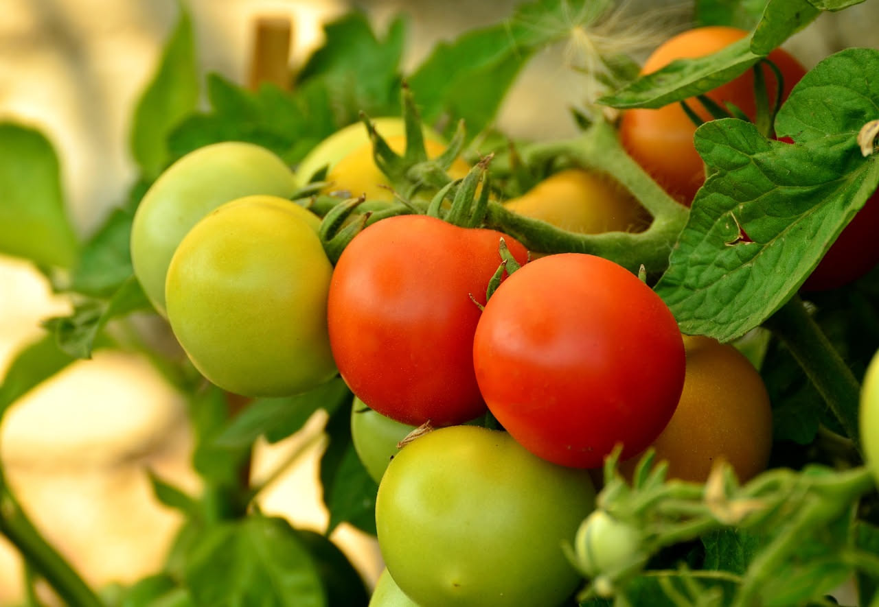 Piante di pomodoro in una serra con microfoni scientifici posizionati accanto per registrarne i suoni, in un esperimento di laboratorio