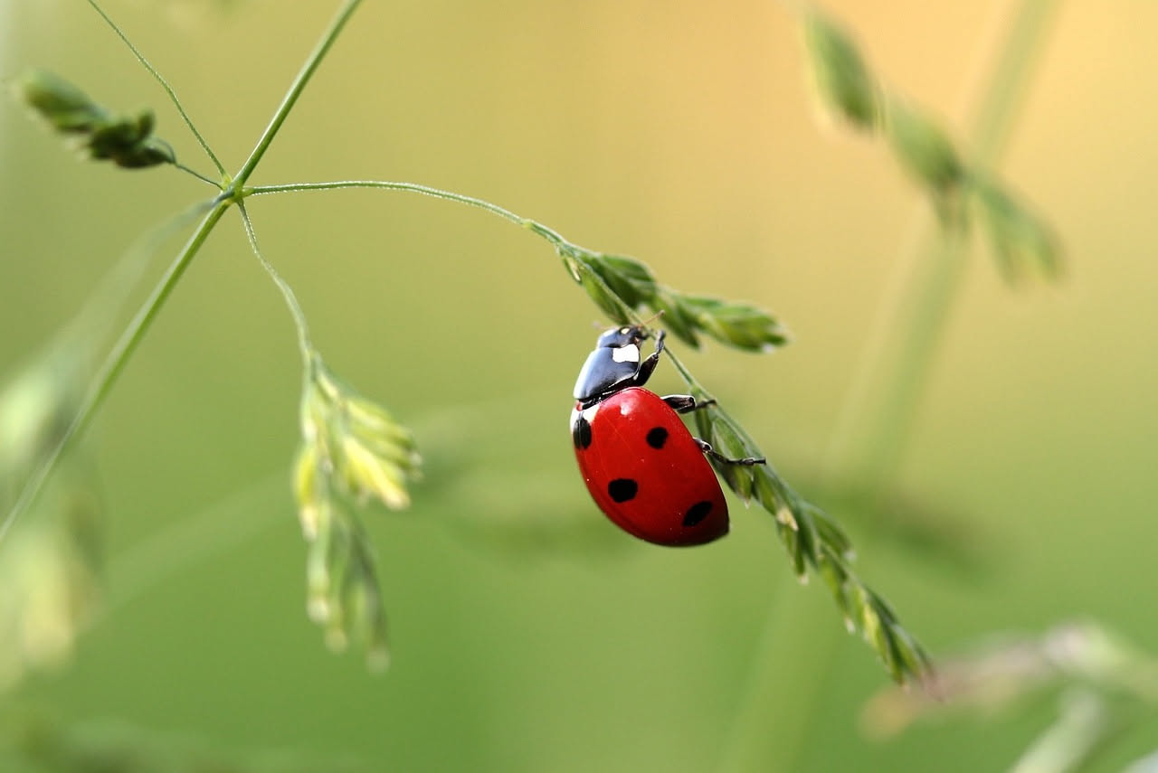 Coccinella su una foglia verde tra i fiori di un balcone fiorito d'estate, con vasi di gerani e piante aromatiche sullo sfondo