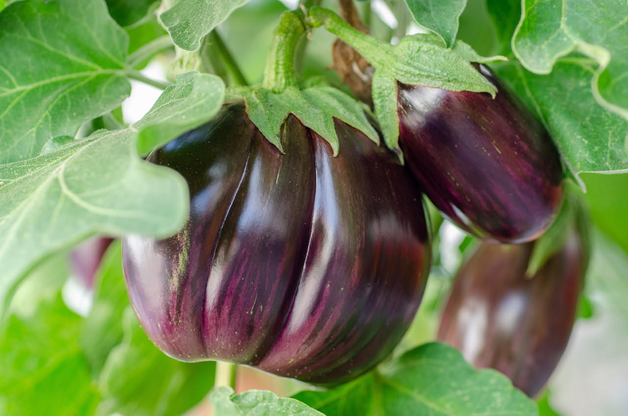 Perché le melanzane fanno tante foglie ma pochi frutti? La risposta è un errore che commettono quasi tutti