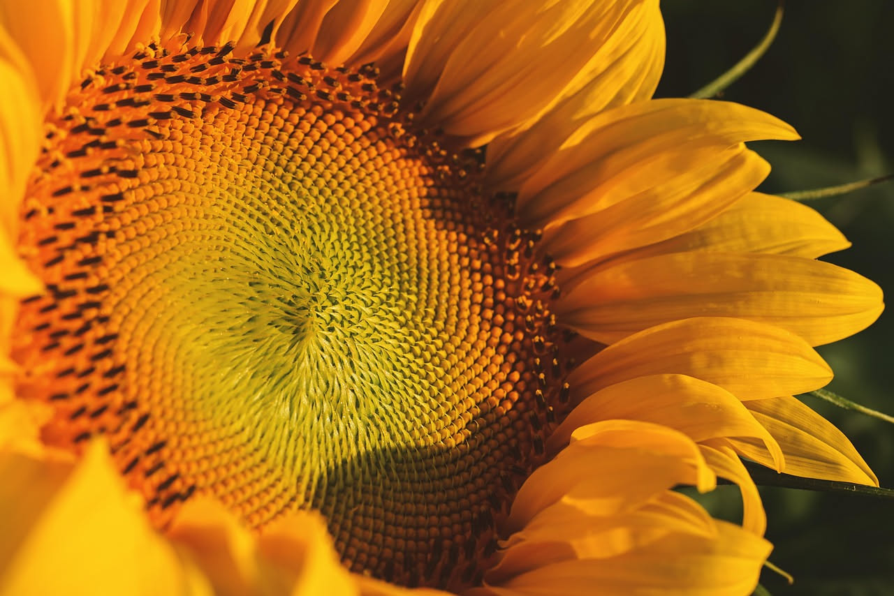 Primo piano del cuore di un girasole con i semi disposti in spirali geometriche perfette, sotto la luce del sole estivo