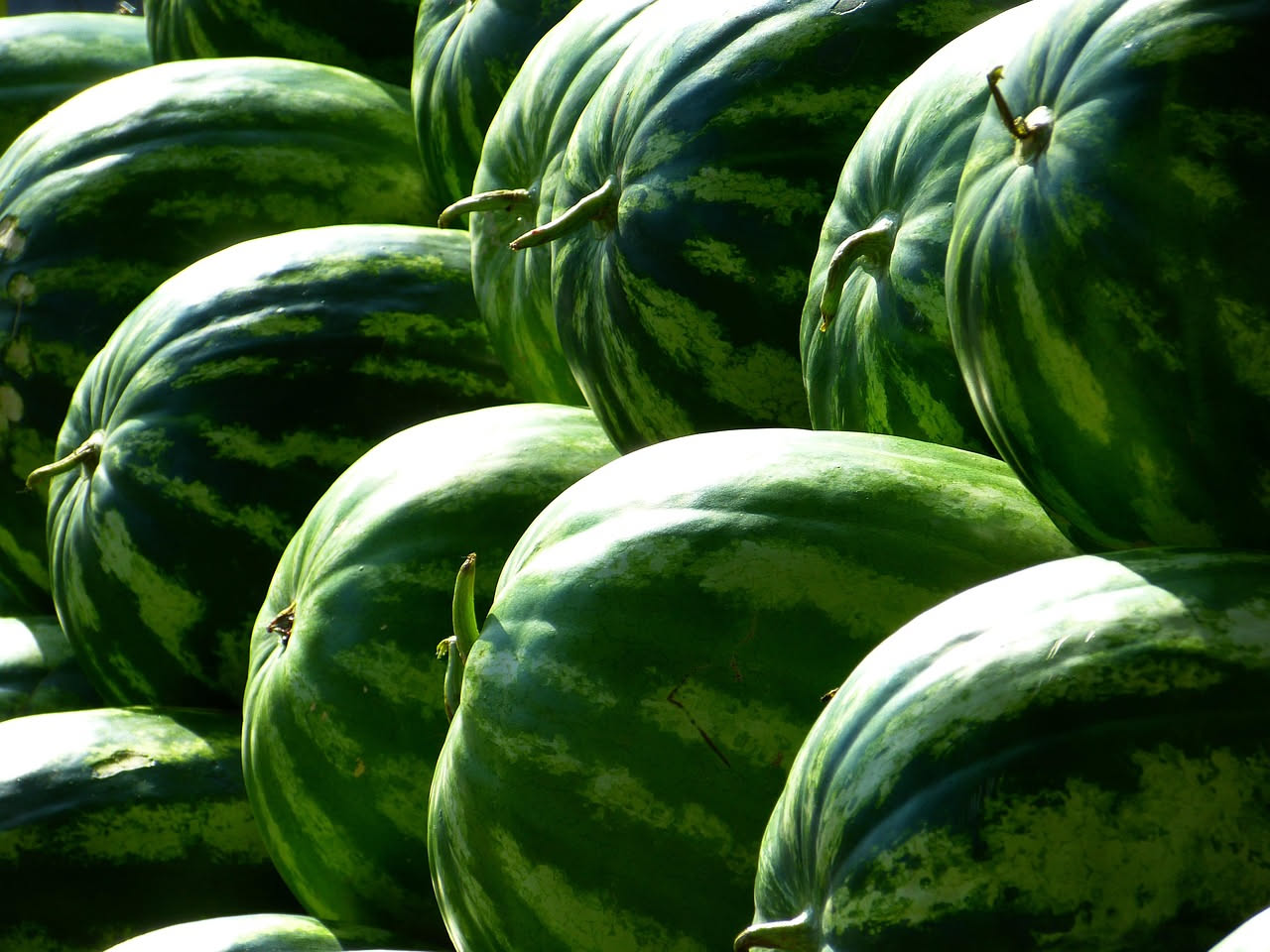 Meloni retati maturi tra le foglie in un orto assolato di fine luglio, con terreno pacciamato e impianto di irrigazione a goccia alla base delle piante
