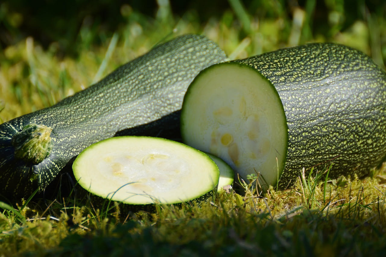 Pianta di zucchine con grandi foglie verdi e frutti appena allegati in un orto estivo, con mani che raccolgono una zucchina giovane al mattino