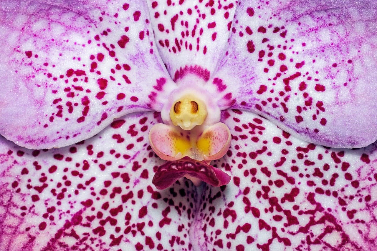 Foglia di orchidea Phalaenopsis con la punta secca e marrone, accanto a un'orchidea sana in vaso su un davanzale luminoso