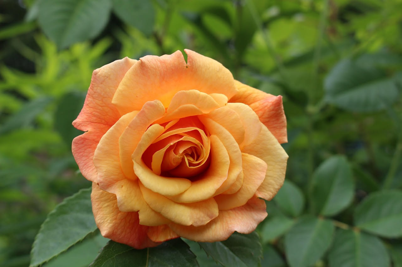 Mani con forbici da giardino che tolgono una rosa appassita da un cespuglio fiorito in un giardino estivo, con rose rosa in piena fioritura sullo sfondo