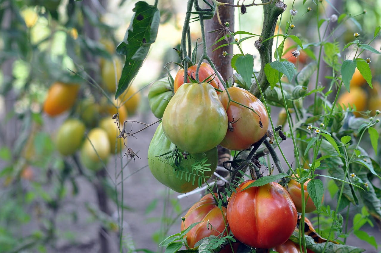 Piante di pomodoro cariche di grappoli rossi e verdi legate ai tutori in un orto estivo al tramonto, con mani che tolgono una femminella