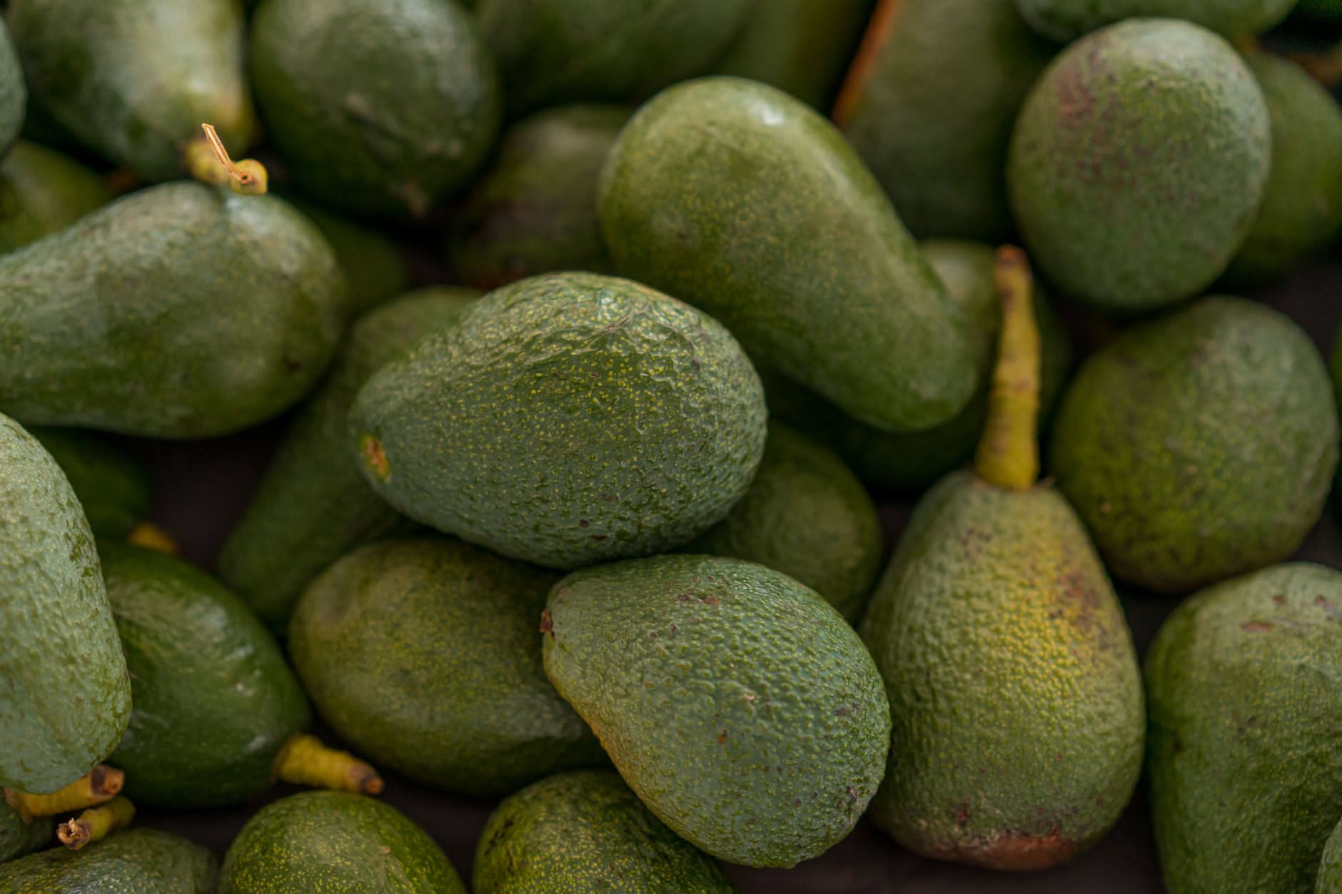 Avocado con il picciolo sollevato che mostra il suo colore verde