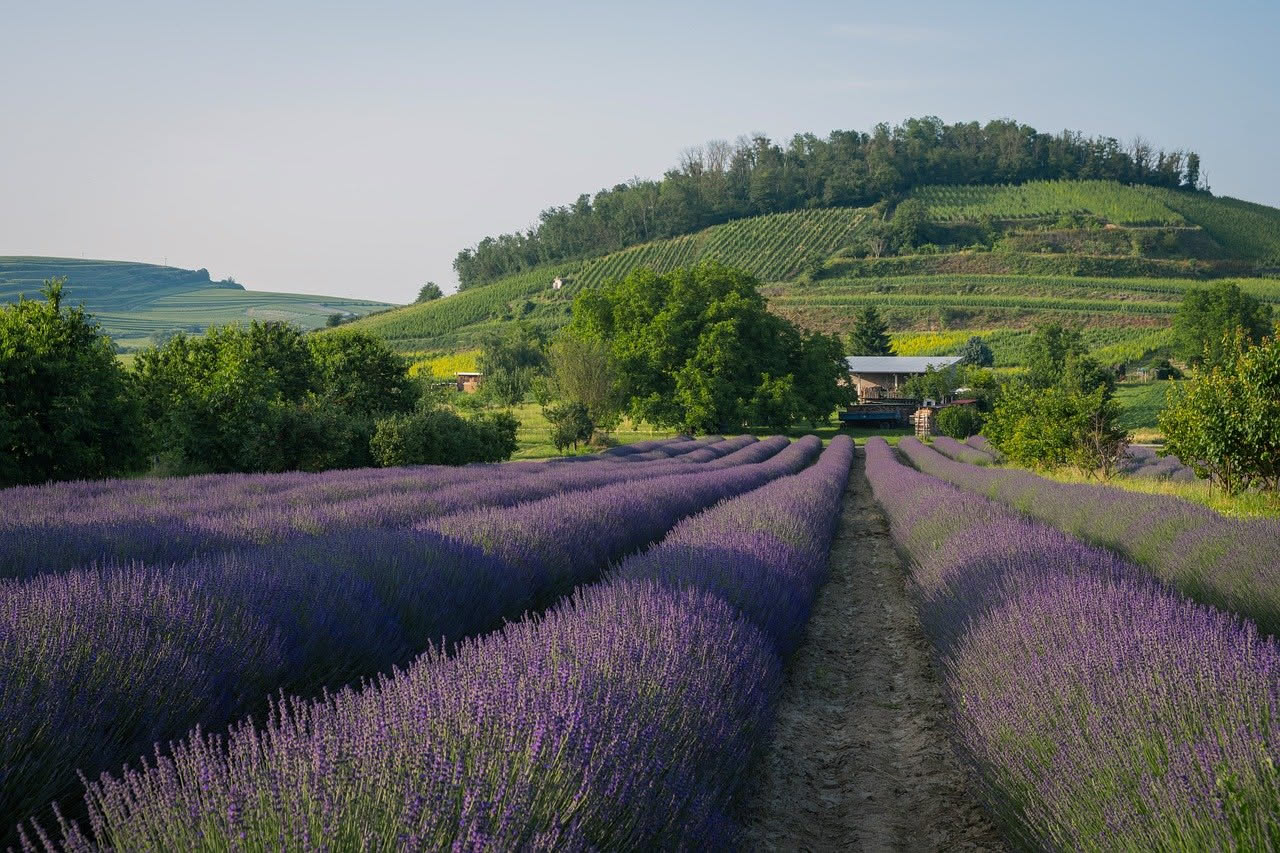 Mazzetti di lavanda appena tagliata legati e appesi a testa in giù per l'essiccazione in un luogo ombreggiato di campagna, a inizio agosto