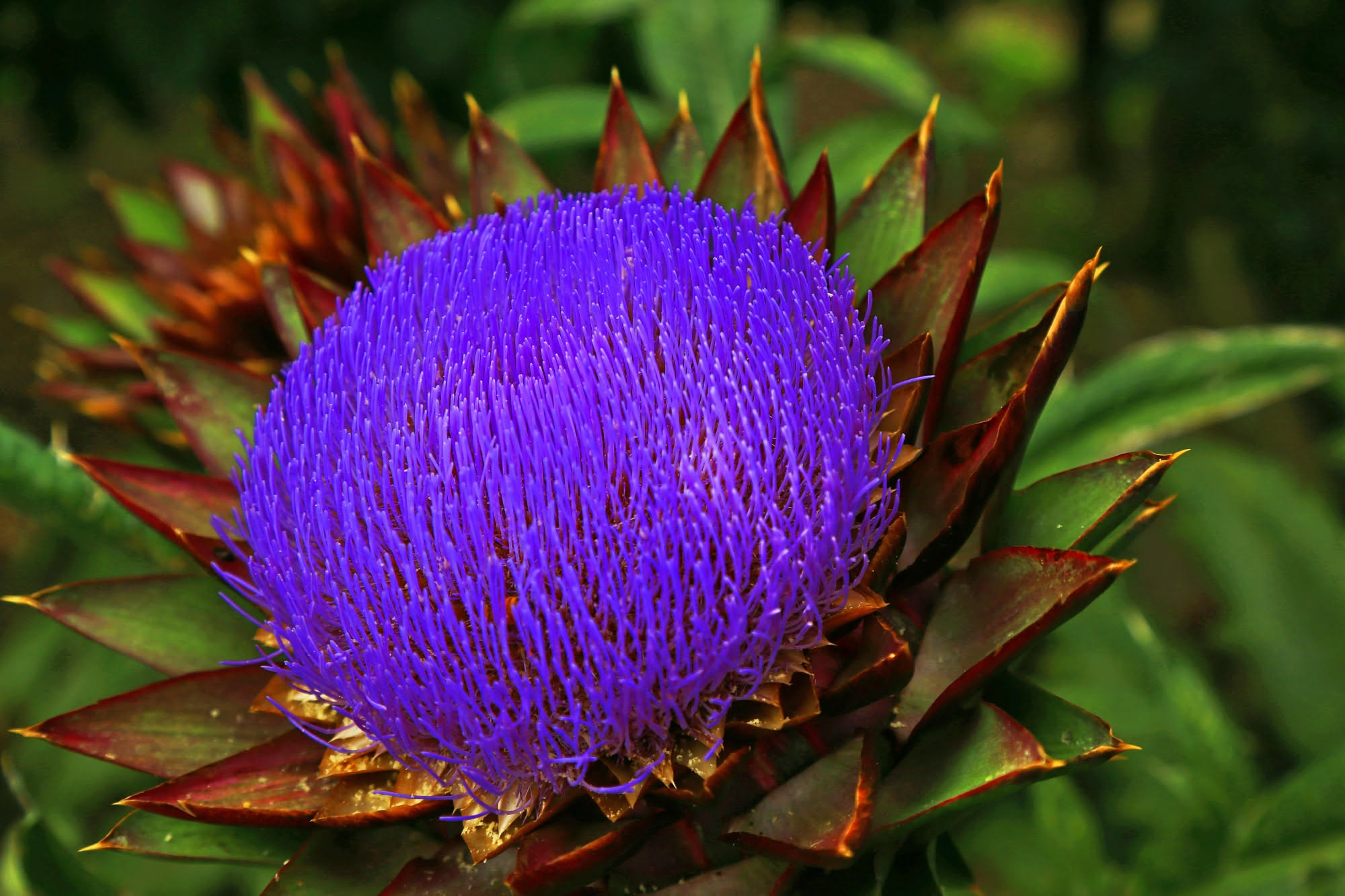 Fioritura fucsia di Delosperma cooperi che ricade da un vaso di terracotta su un muretto assolato