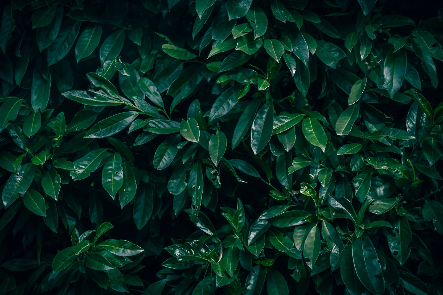 Ficus benjamina in appartamento con numerose foglie cadute intorno al vaso