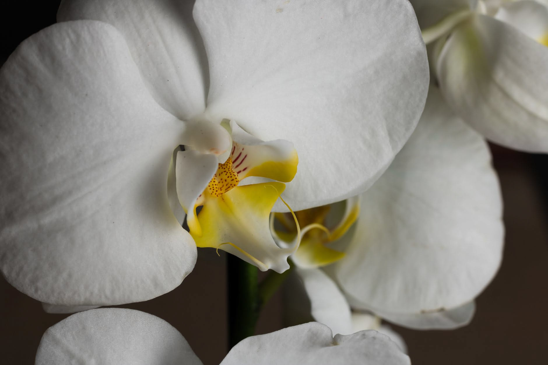 Parte gialla al centro del fiore di orchidea Phalaenopsis con labello in primo piano