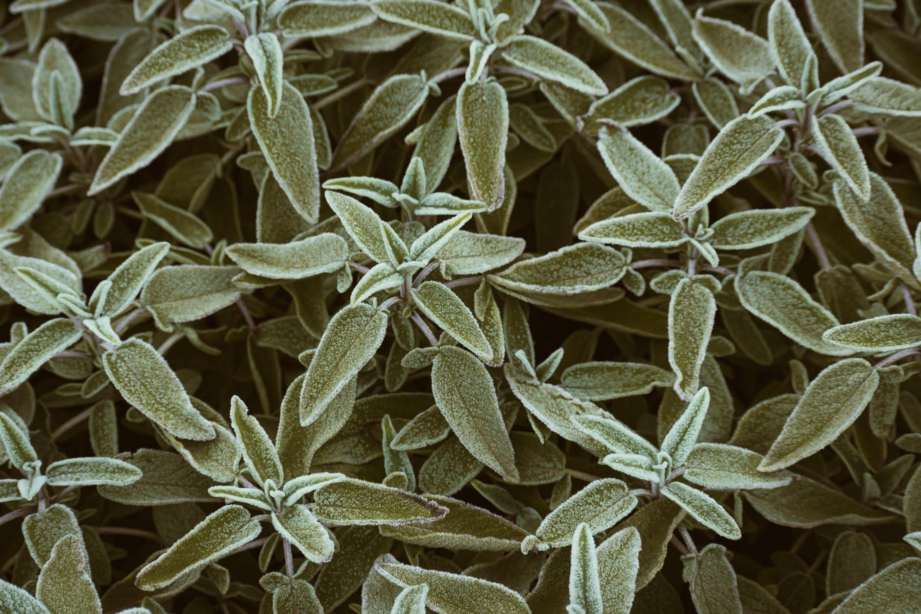 Pianta di salvia con alcune foglie basse ingiallite tra quelle verdi argentate