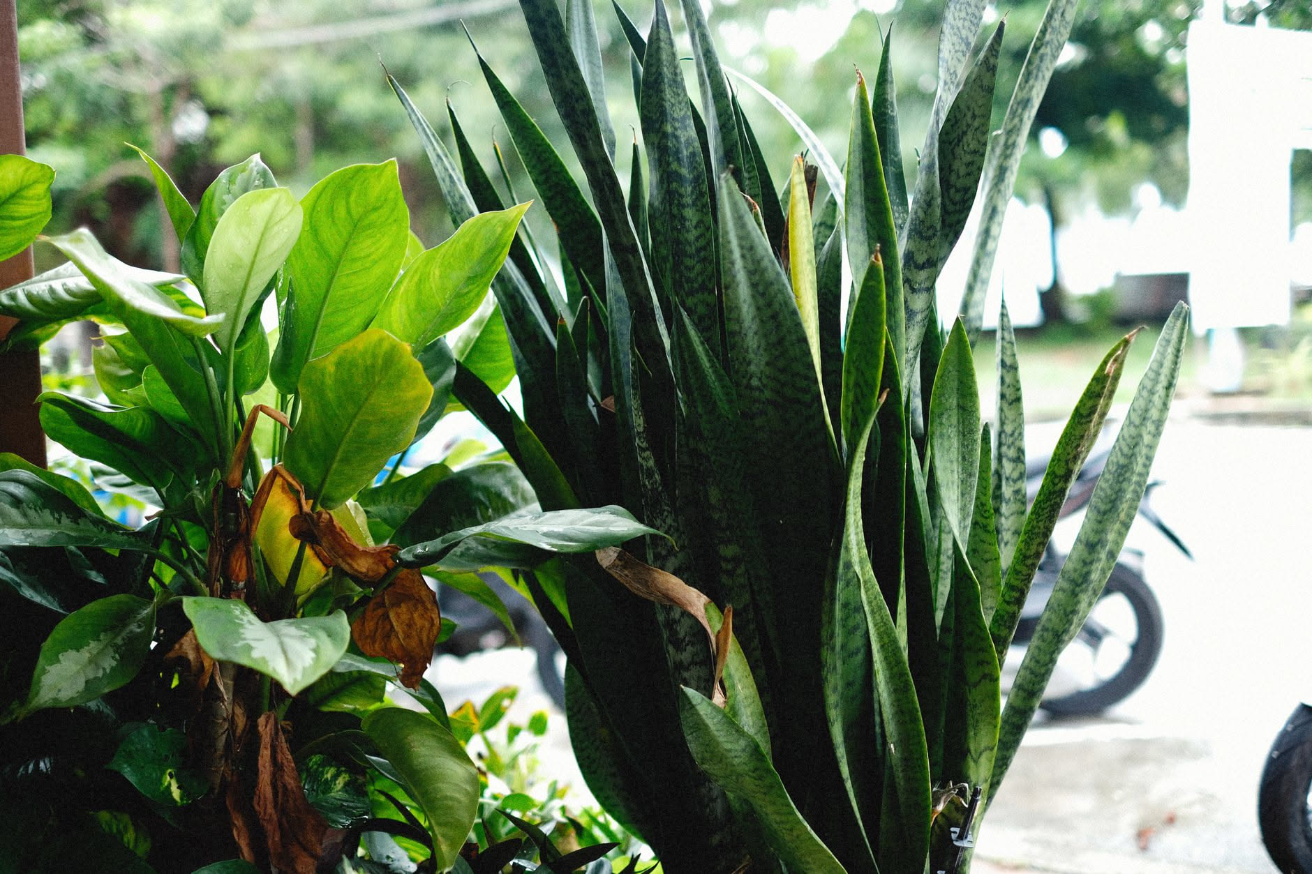 Sansevieria in vaso in appartamento con foglie verdi rigide ed erette