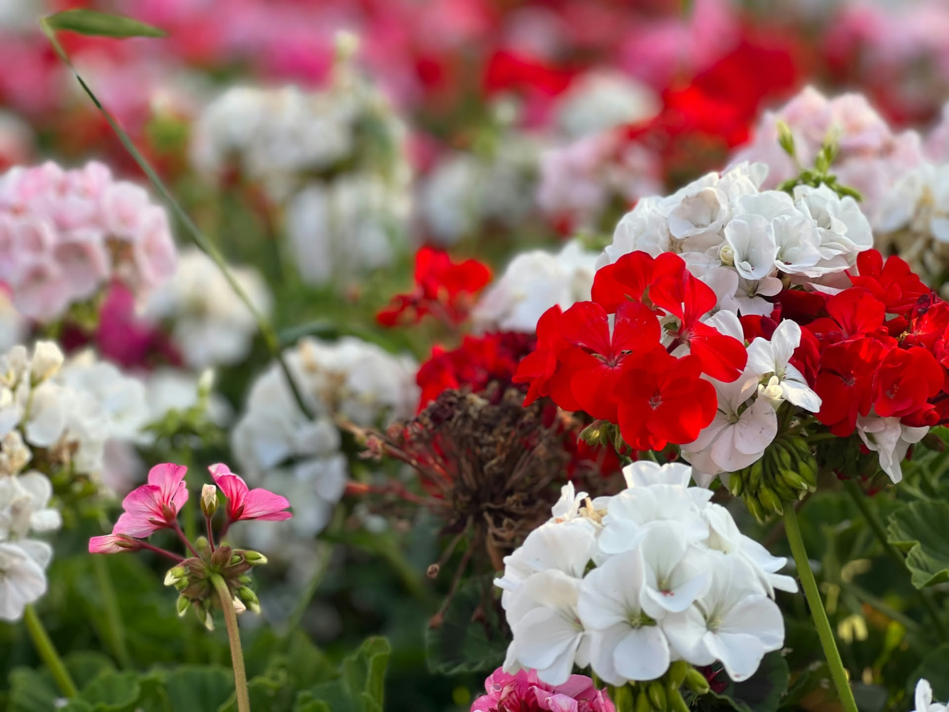 Geranio da balcone in vaso con molte foglie verdi e pochi fiori a fine estate