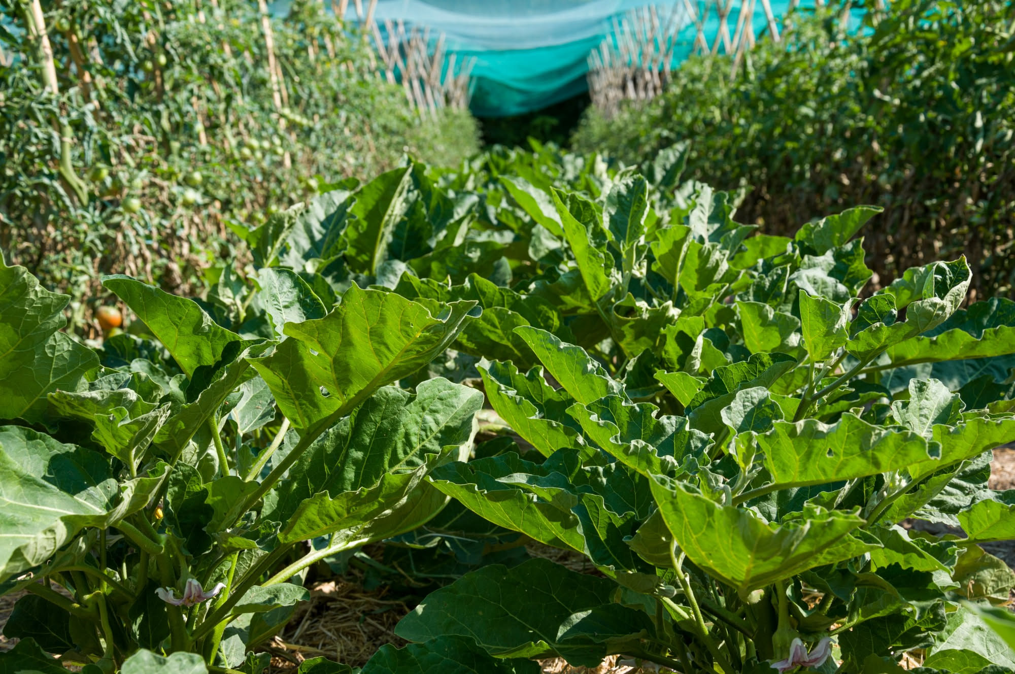 Filari di ortaggi appena trapiantati in un orto siciliano con terreno asciutto e sole alto