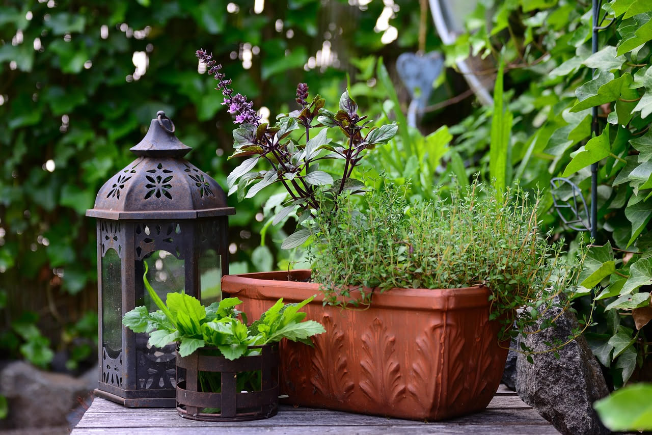 Vasi di citronella, lavanda e basilico disposti sul davanzale e sulla ringhiera di un balcone estivo, come barriera naturale contro le zanzare