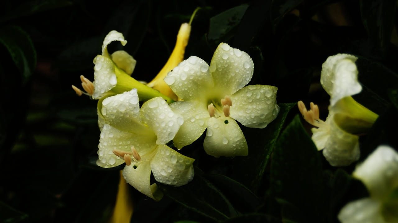 Cespuglio di bella di notte carico di fiori a tromba di colori diversi aperti al tramonto, in un giardino estivo nelle ore serali