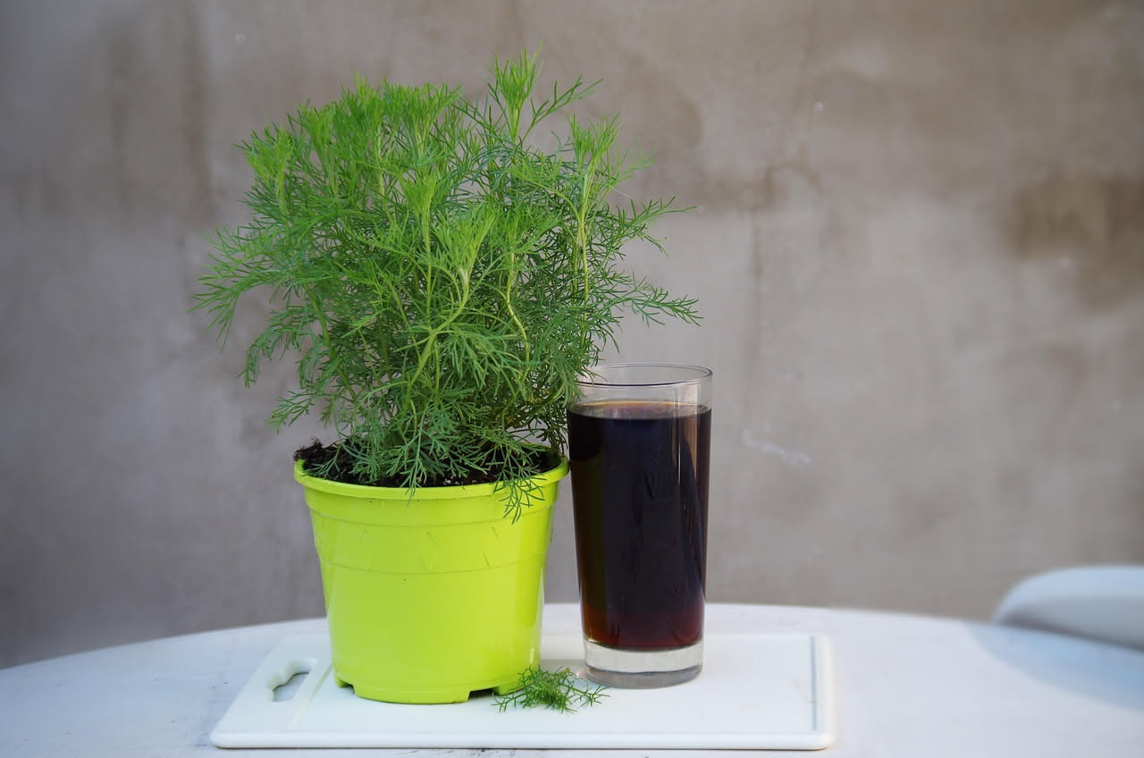 Vaso capiente su un balcone soleggiato con piante di finocchio dai grumoli bianchi e ciuffi verdi, in una giornata di fine estate