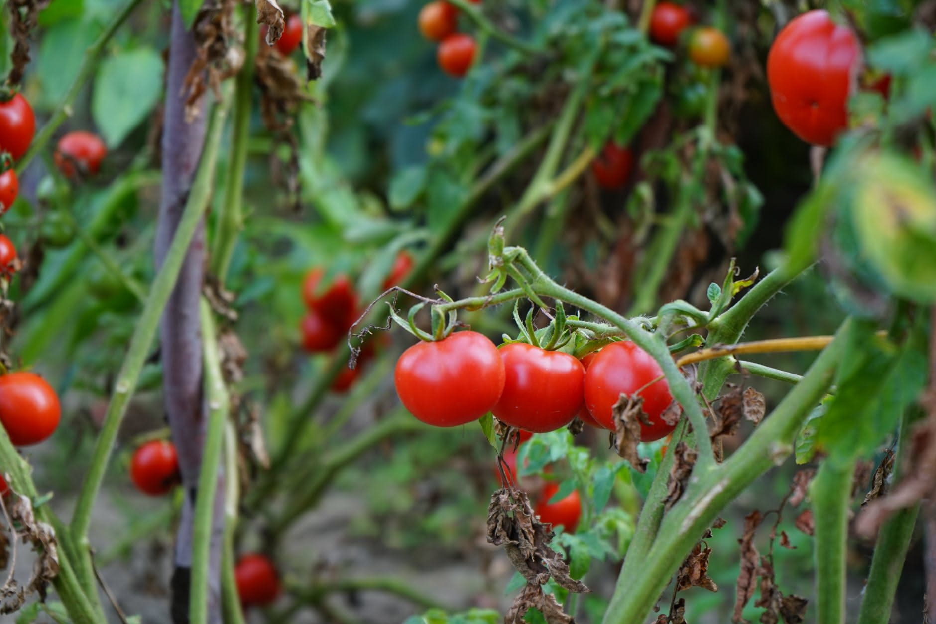 Pianta di pomodoro carica di frutti rossi sotto un cielo scuro carico di pioggia