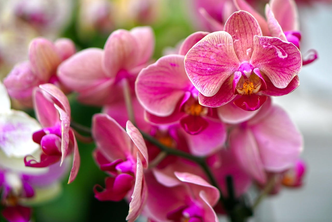 Orchidea Phalaenopsis dai fiori bianchi e rosa su un davanzale luminoso, protetta dal sole diretto da una tenda leggera in una giornata estiva
