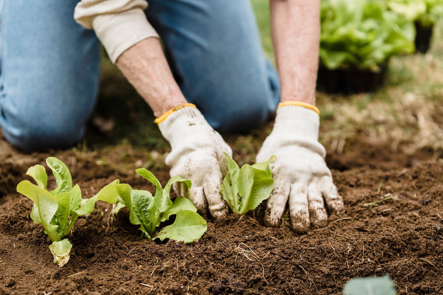 Cassetta di piantine di lattuga e vasi di viole del pensiero pronti per il trapianto
