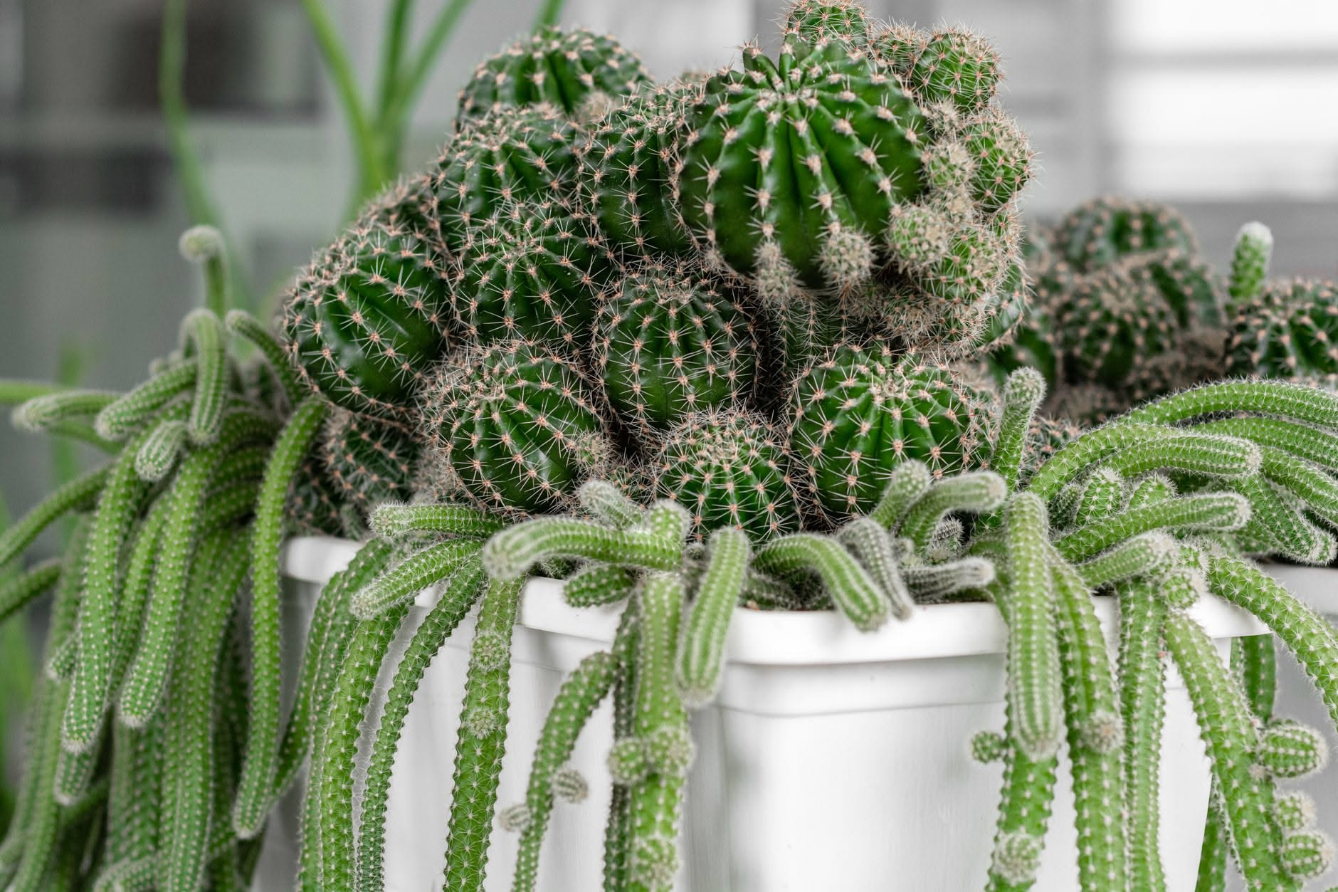 Cactus in vaso con fusto raggrinzito da controllare prima dell'annaffiatura