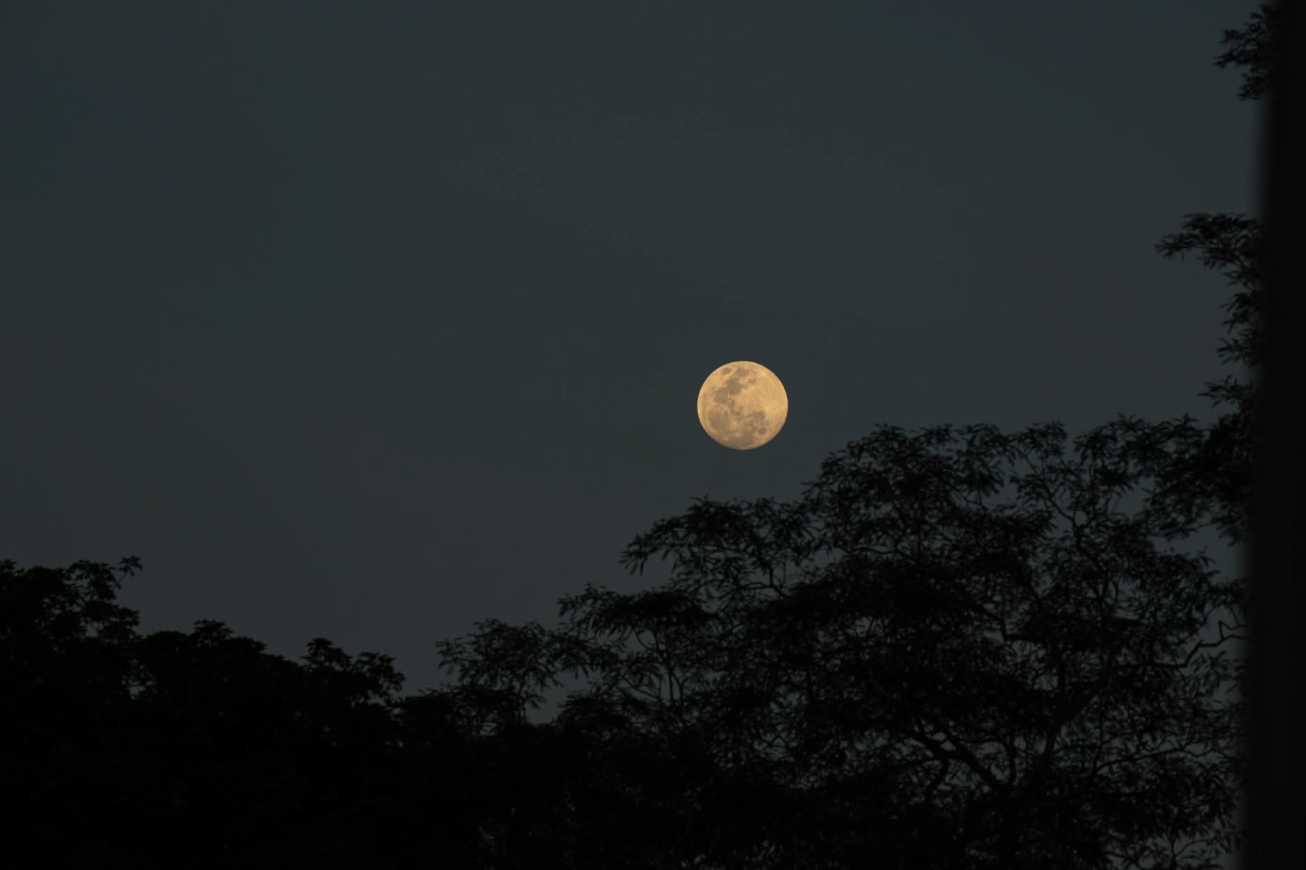 Luna piena bassa sull'orizzonte sopra un orto con piante in vaso nelle ore che precedono l'alba